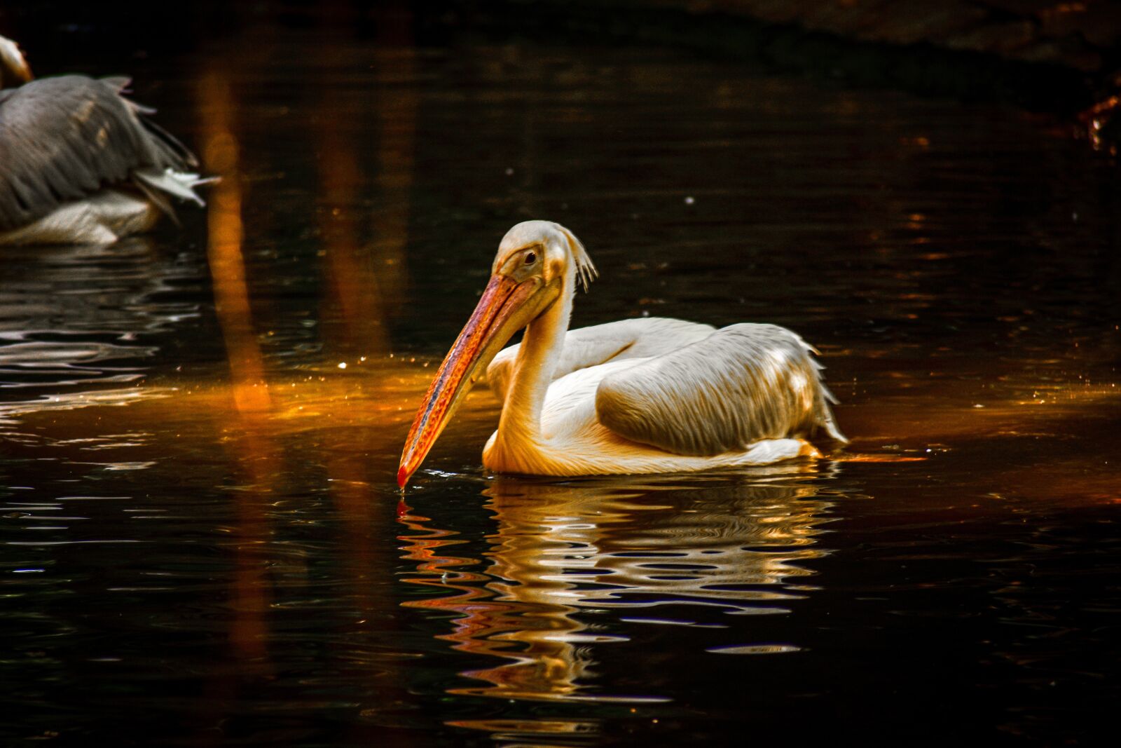 Nikon D3400 sample photo. Bird, water, swamp photography