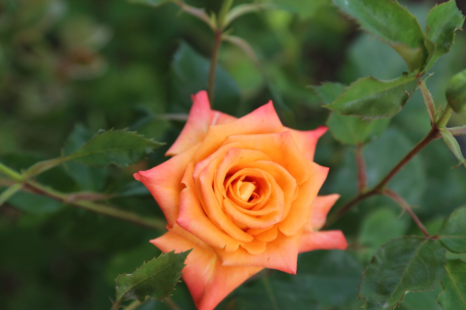 Canon EOS 5D Mark III sample photo. Rose, spring, orange roses photography