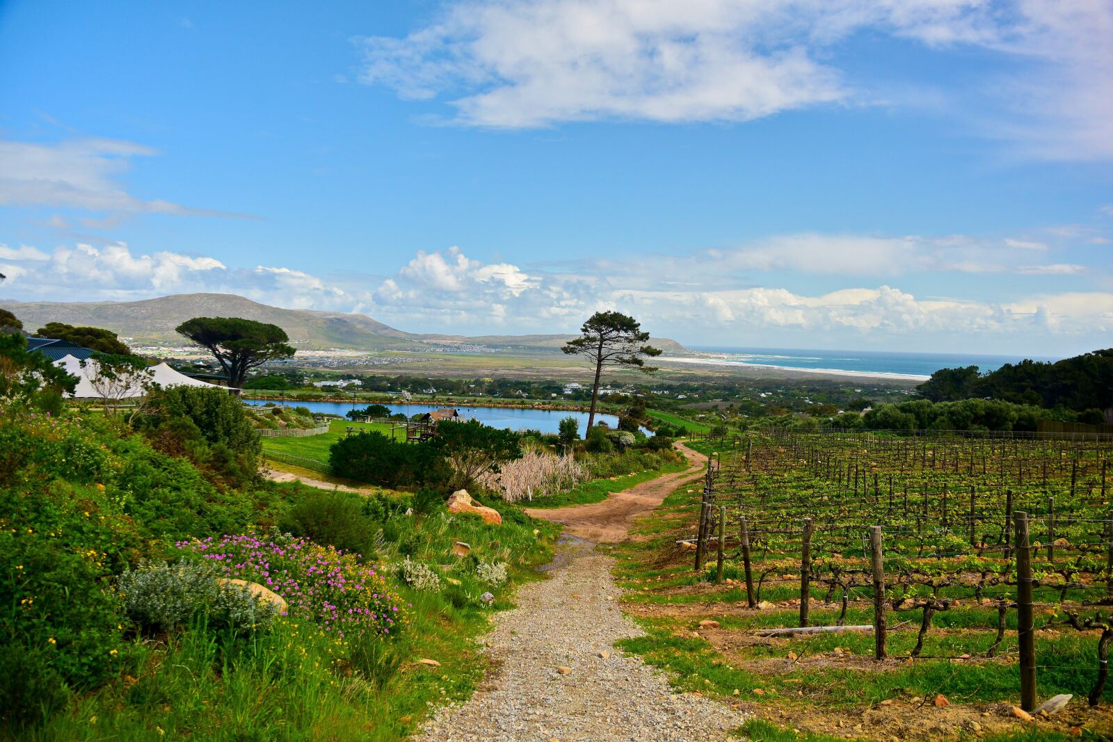 Nikon D5500 sample photo. Vines, vineyard, south africa photography