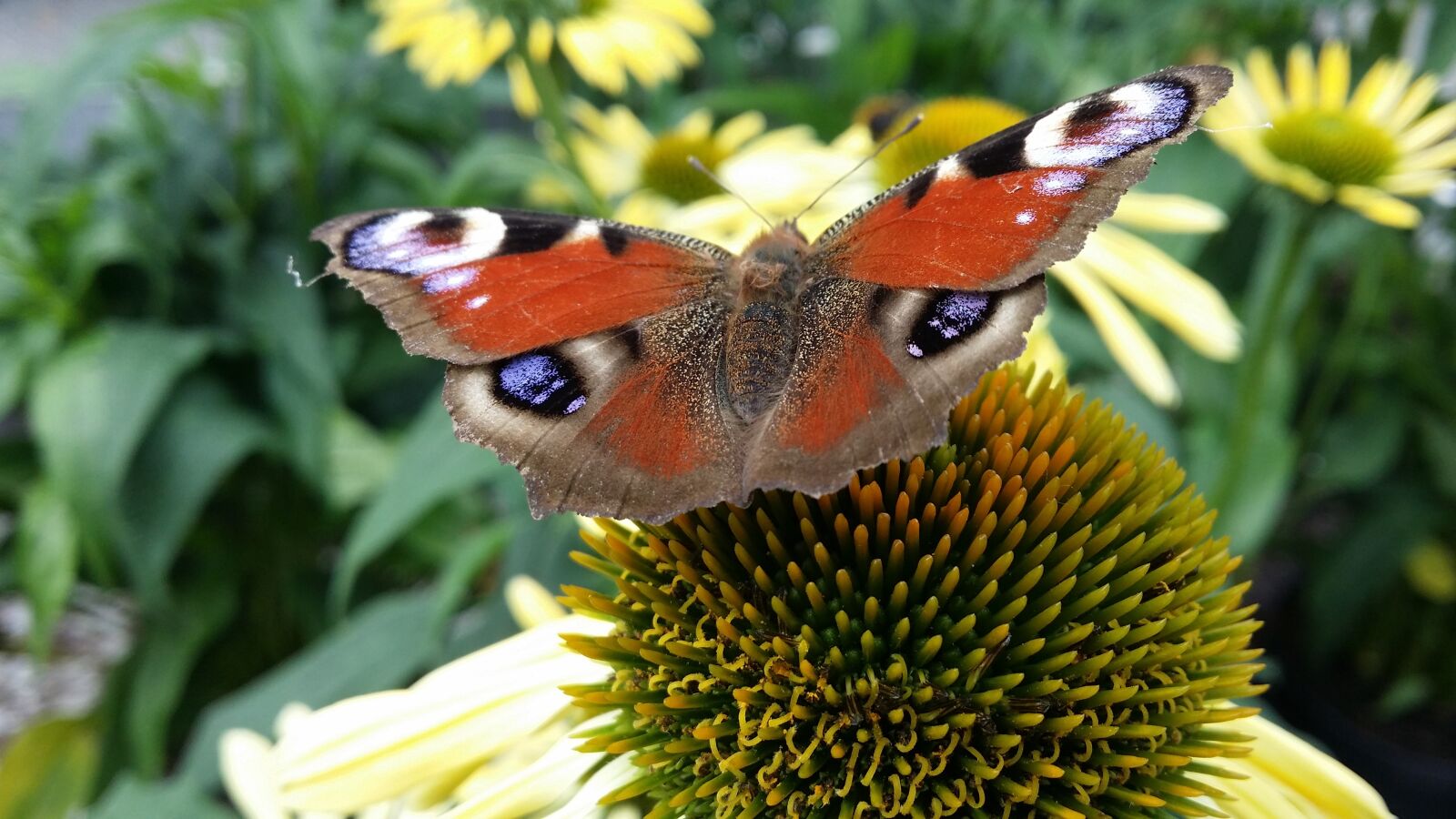Samsung Galaxy S4 sample photo. Butterfly, flower, summer photography