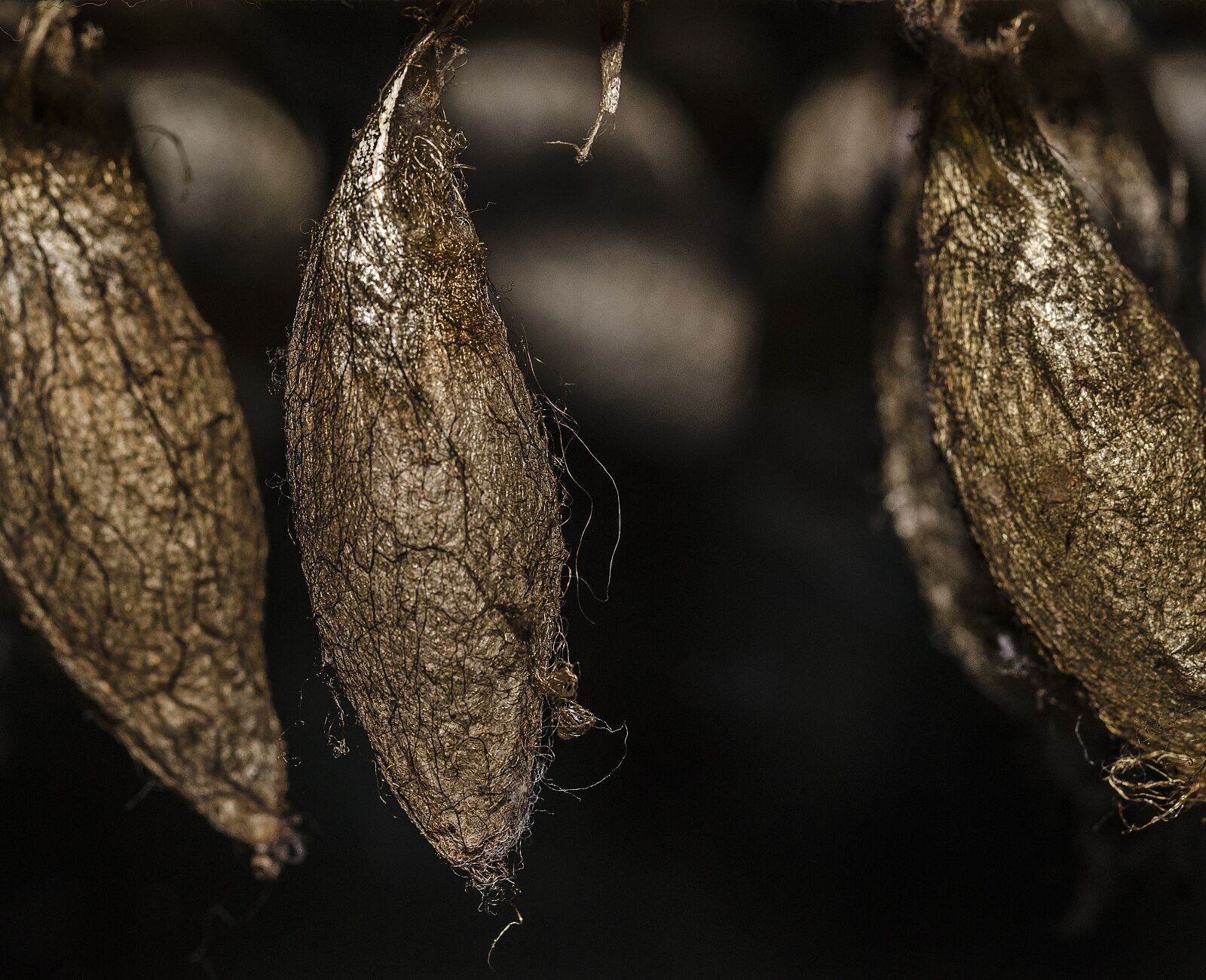 Nikon D7000 sample photo. Cocoon, butterfly, insect photography
