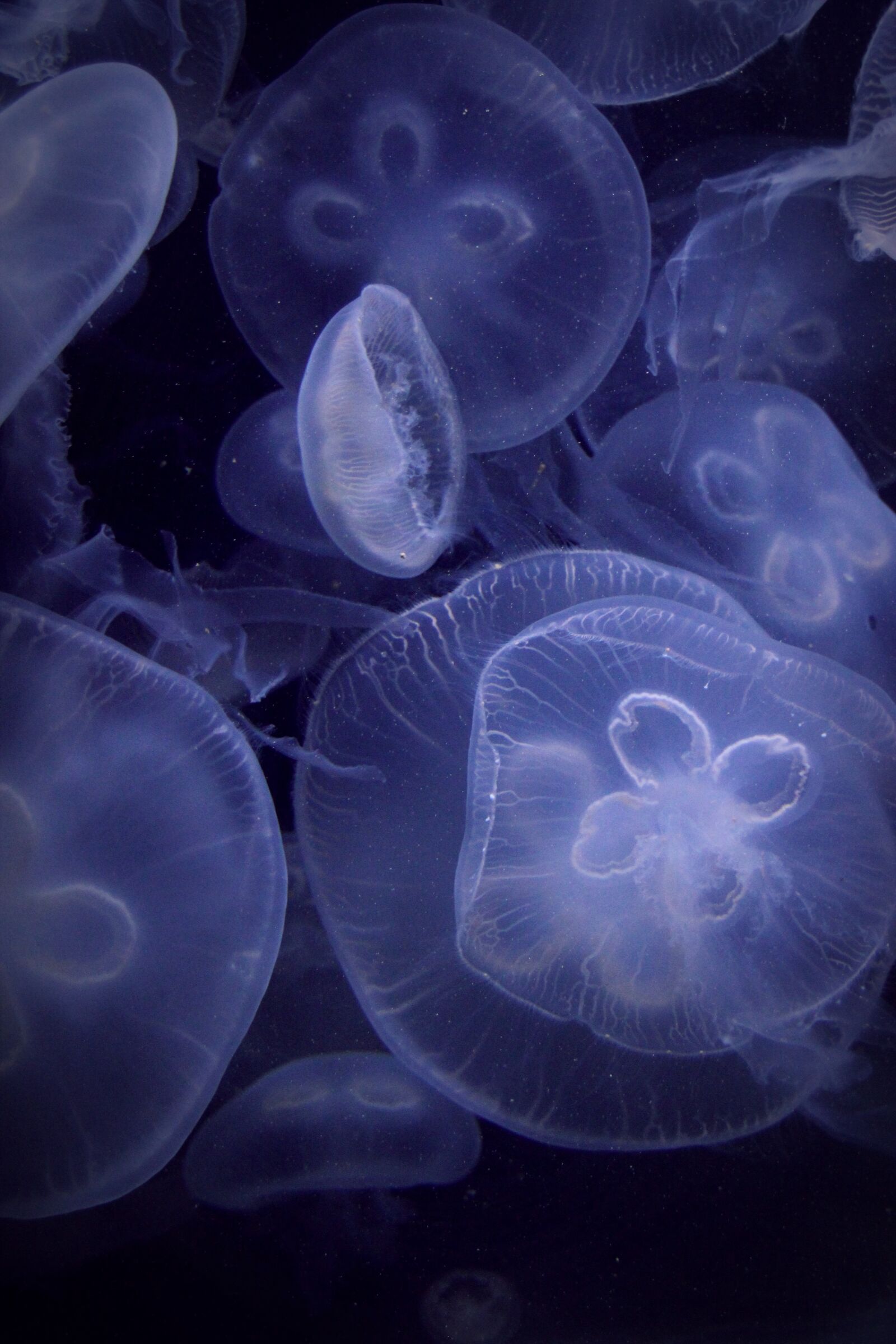 Canon EOS 550D (EOS Rebel T2i / EOS Kiss X4) sample photo. Jellyfish, aquarium, blue photography