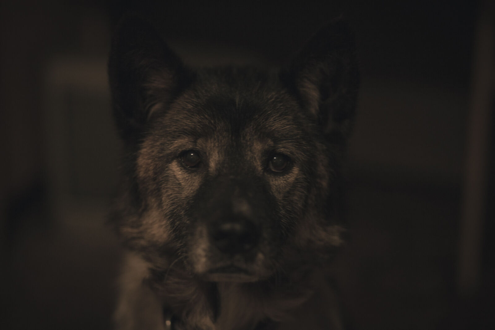 Canon EOS 5D Mark II + Canon EF 85mm F1.8 USM sample photo. Animal, dog, indoors, inside photography
