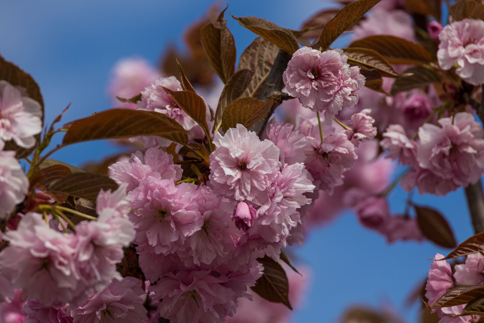 Canon EOS R sample photo. Flowers, cherry blossoms, spring photography
