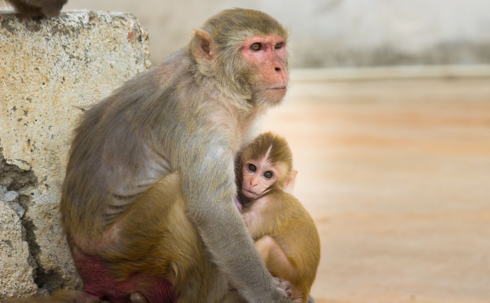 Canon EOS 600D (Rebel EOS T3i / EOS Kiss X5) sample photo. Monkey, primate, ape photography