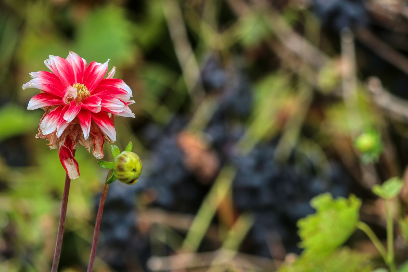 Canon EOS 80D sample photo. Flower, red, blossom photography