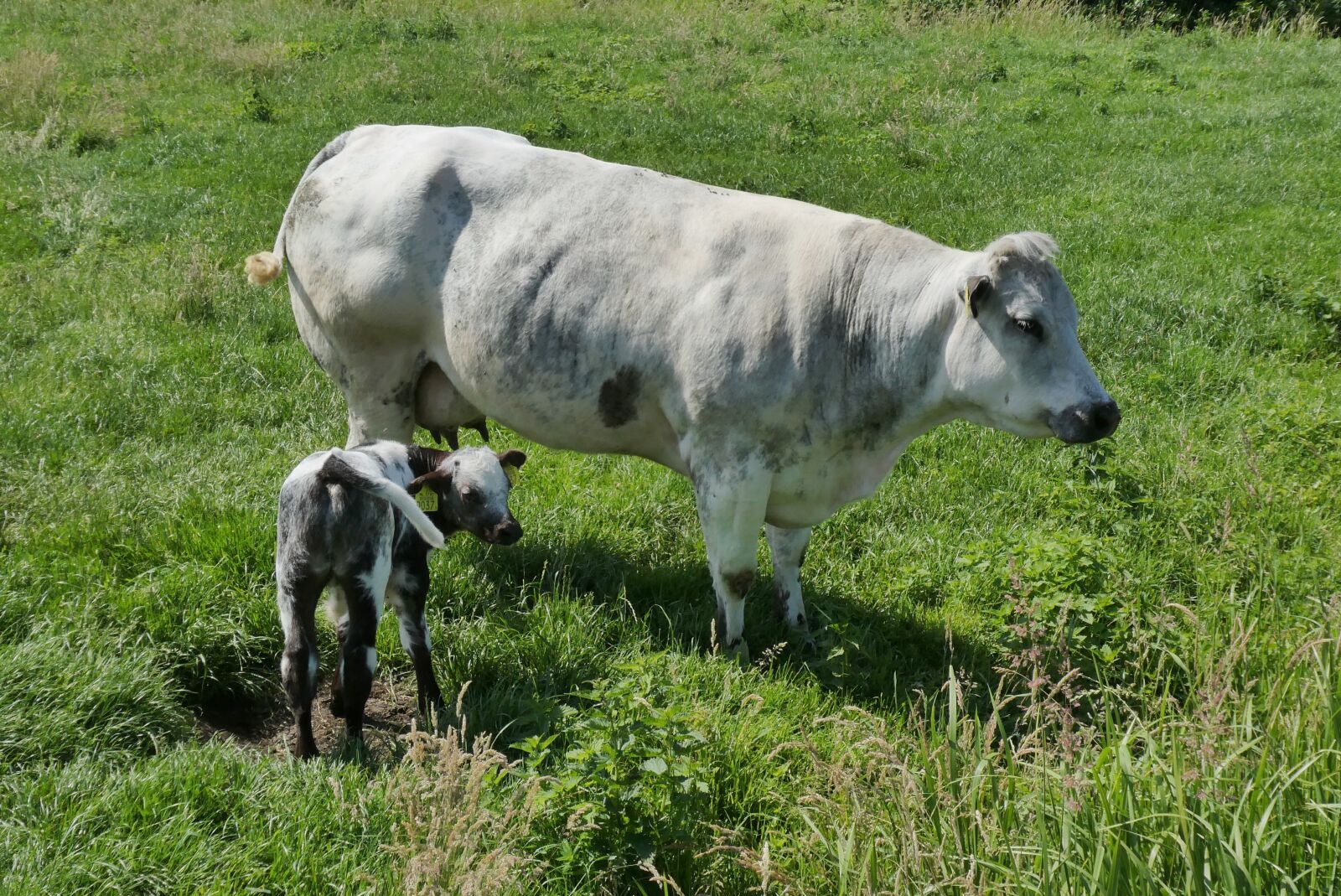 Panasonic Lumix DC-ZS70 (Lumix DC-TZ90) sample photo. Cow with calf, whey photography