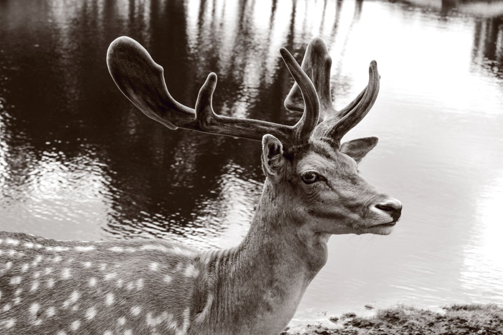 Canon EOS 500D (EOS Rebel T1i / EOS Kiss X3) sample photo. Moose, animal, hirsch photography