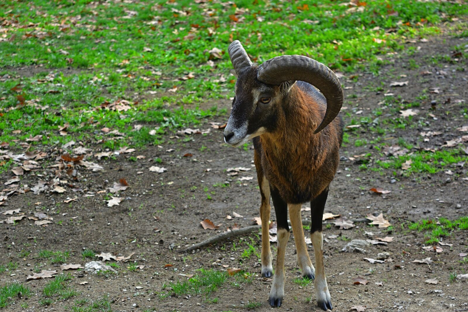 Nikon D5200 sample photo. Nature, mouflon, young animal photography