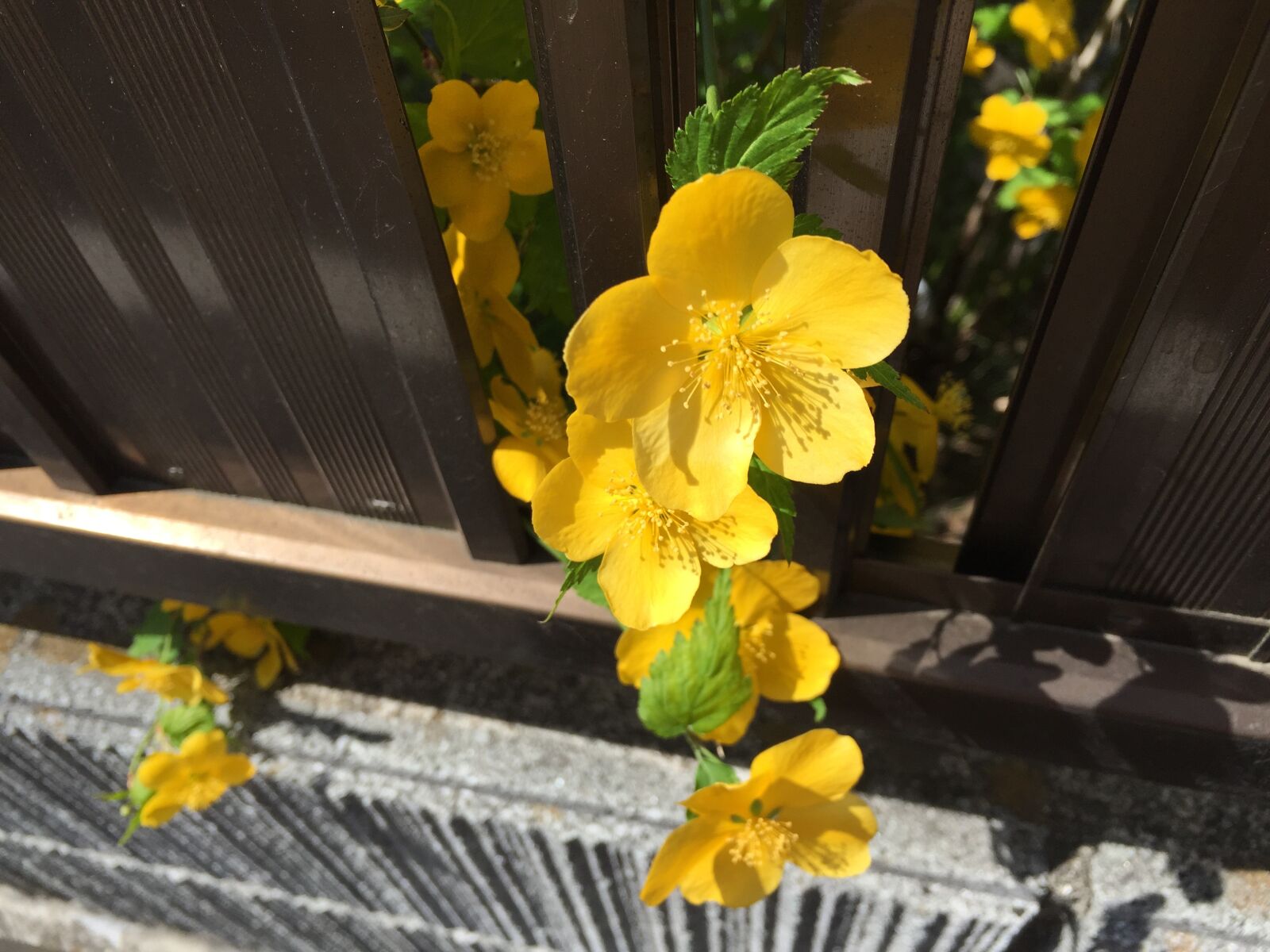Apple iPhone 6 sample photo. Yellow flowers, garden, spring photography