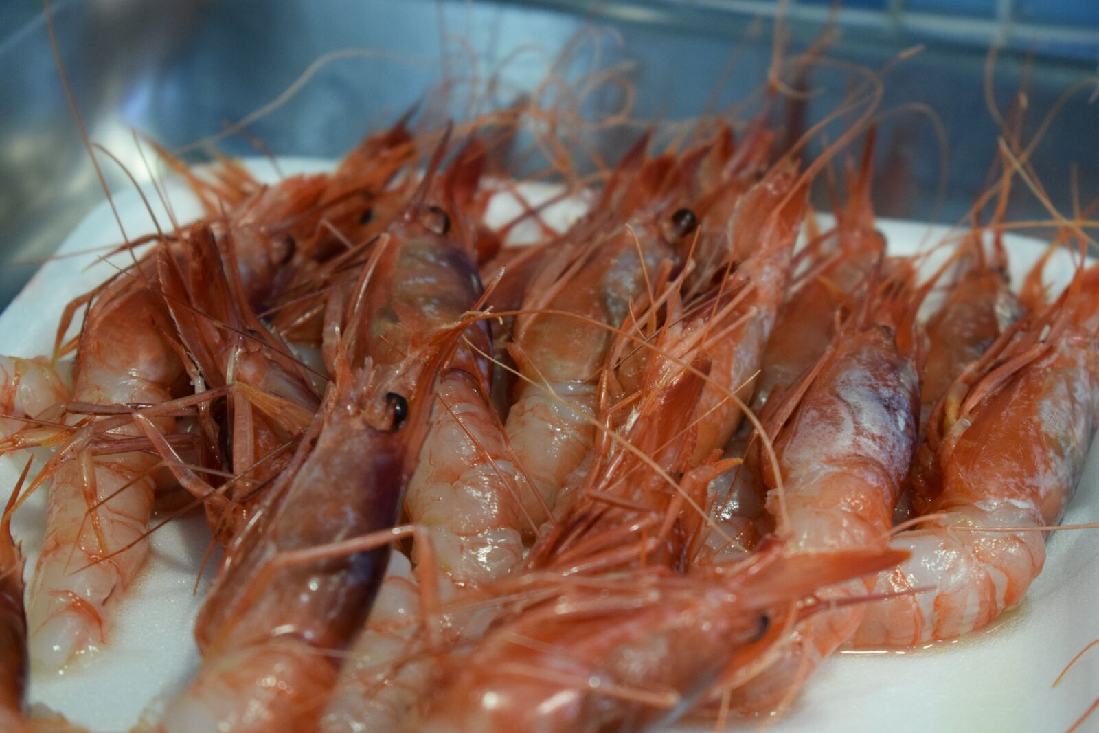 Nikon D3300 sample photo. Shrimp, fish, food photography