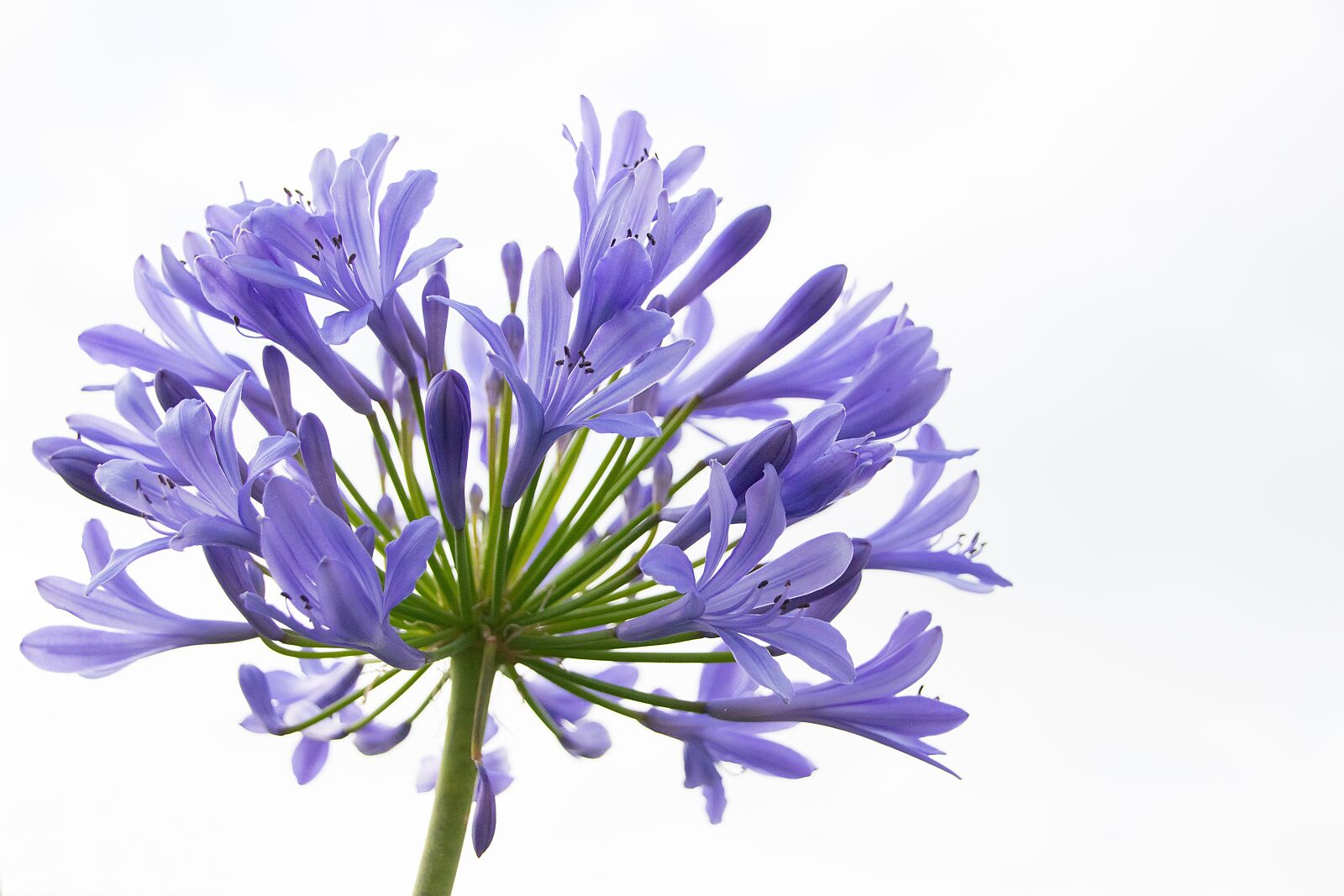 Canon EOS 80D sample photo. Agapanthus, flower, garden photography