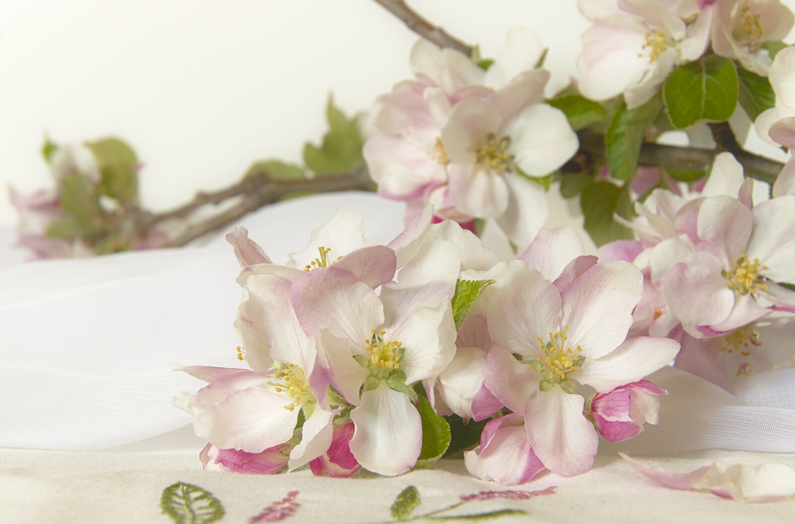 Nikon D5600 sample photo. Flowers, apple blossom, bloom photography