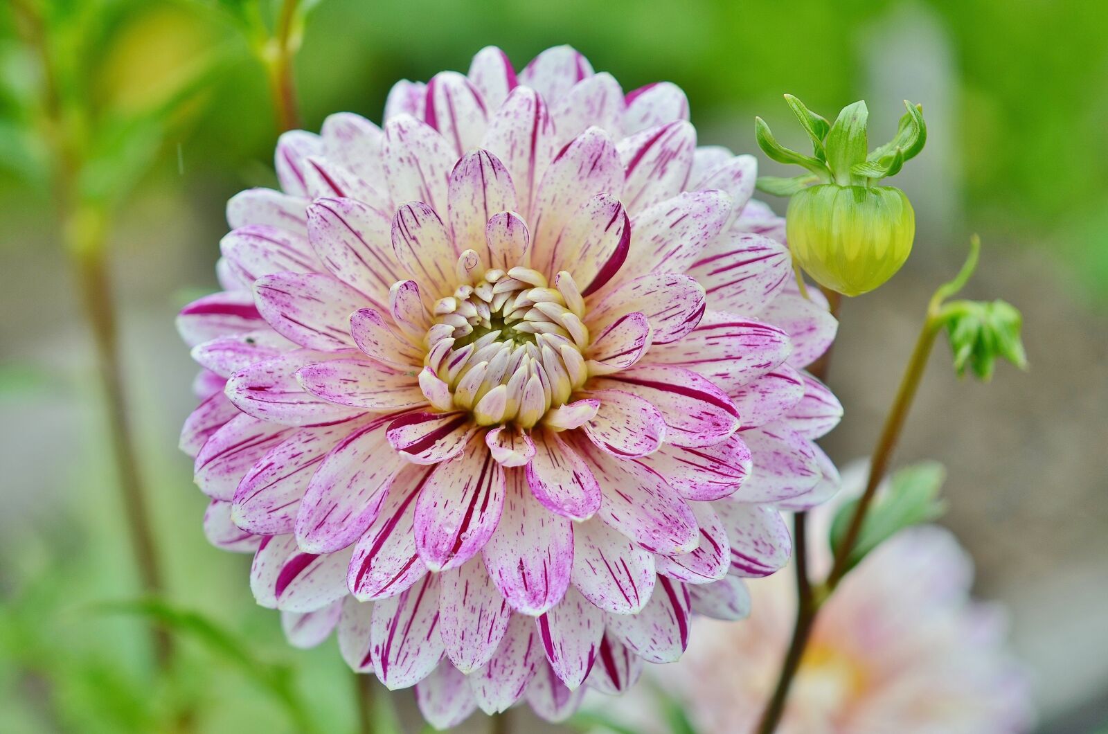 Nikon D7000 sample photo. Flower, natur, spring photography