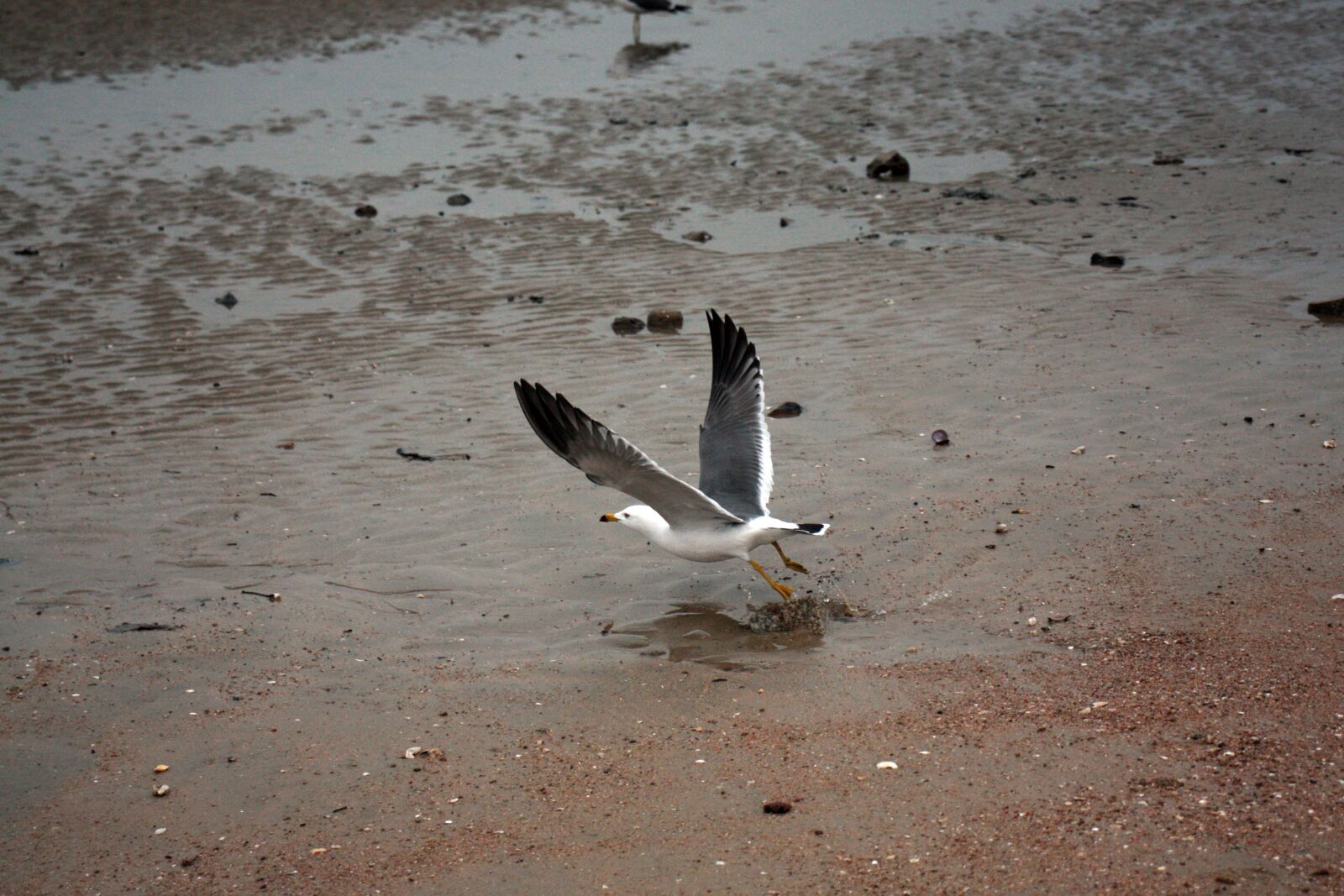 Canon EOS 450D (EOS Rebel XSi / EOS Kiss X2) sample photo. Seagull, bird, wing photography