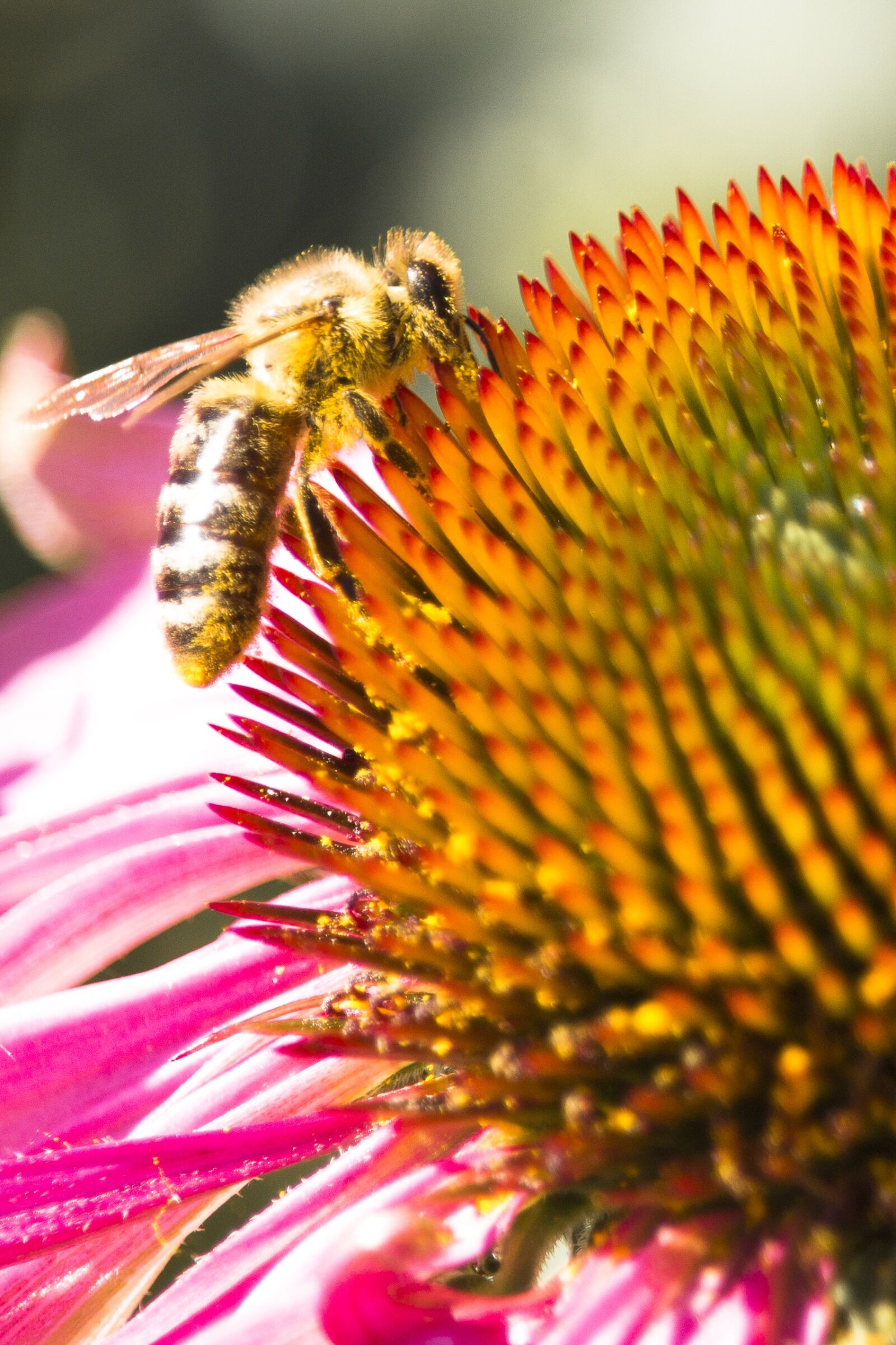 Canon EOS 700D (EOS Rebel T5i / EOS Kiss X7i) sample photo. Nature, bee, macro photography