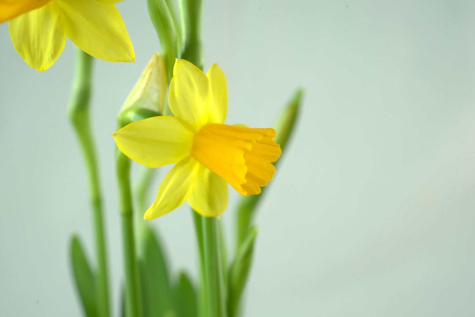 Sony FE 50mm F2.8 Macro sample photo. Easter, daffodil, flower photography