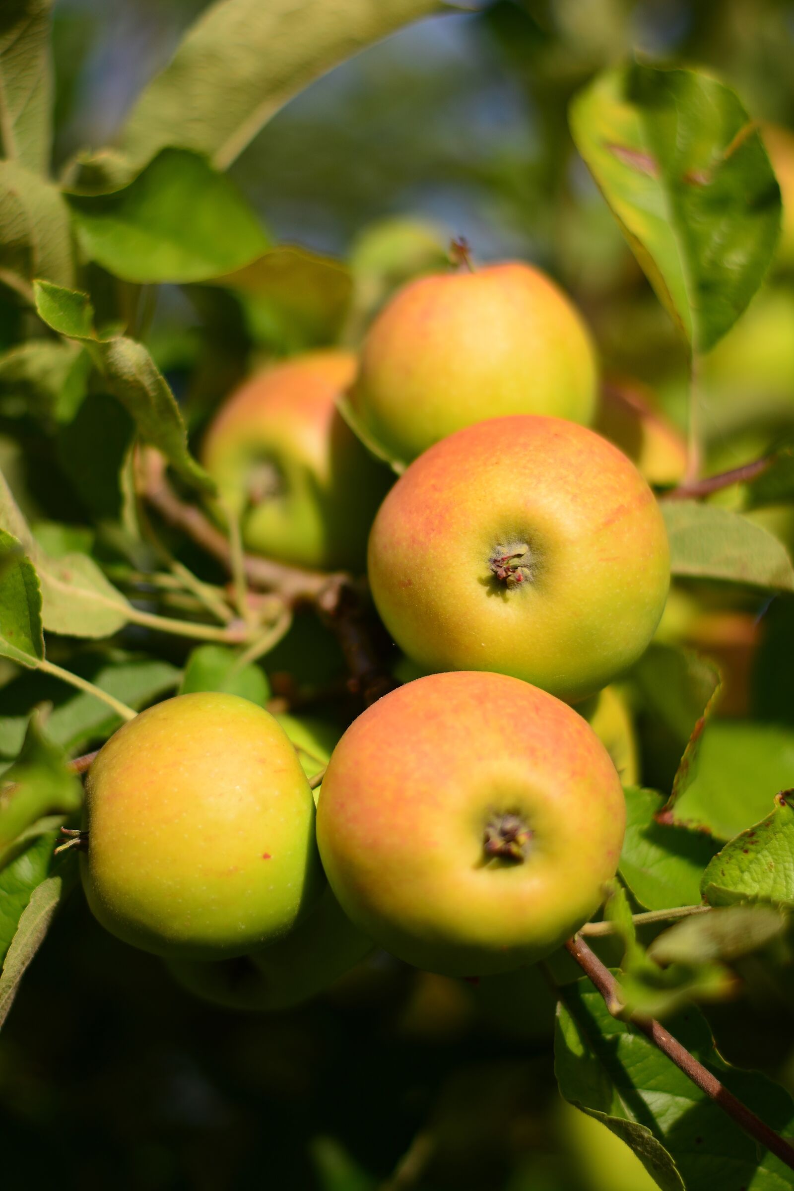 Nikon D5200 sample photo. Apple, garden, harvest photography
