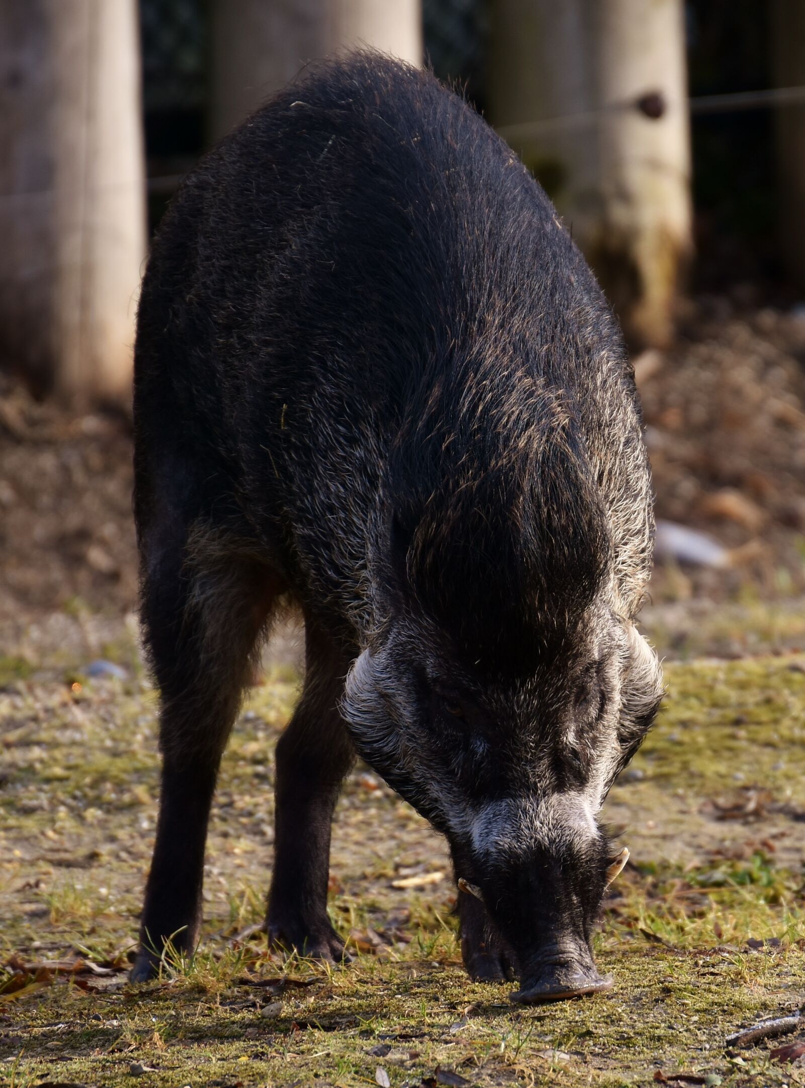 Nikon D7200 sample photo. Boar, wild animal, pig photography
