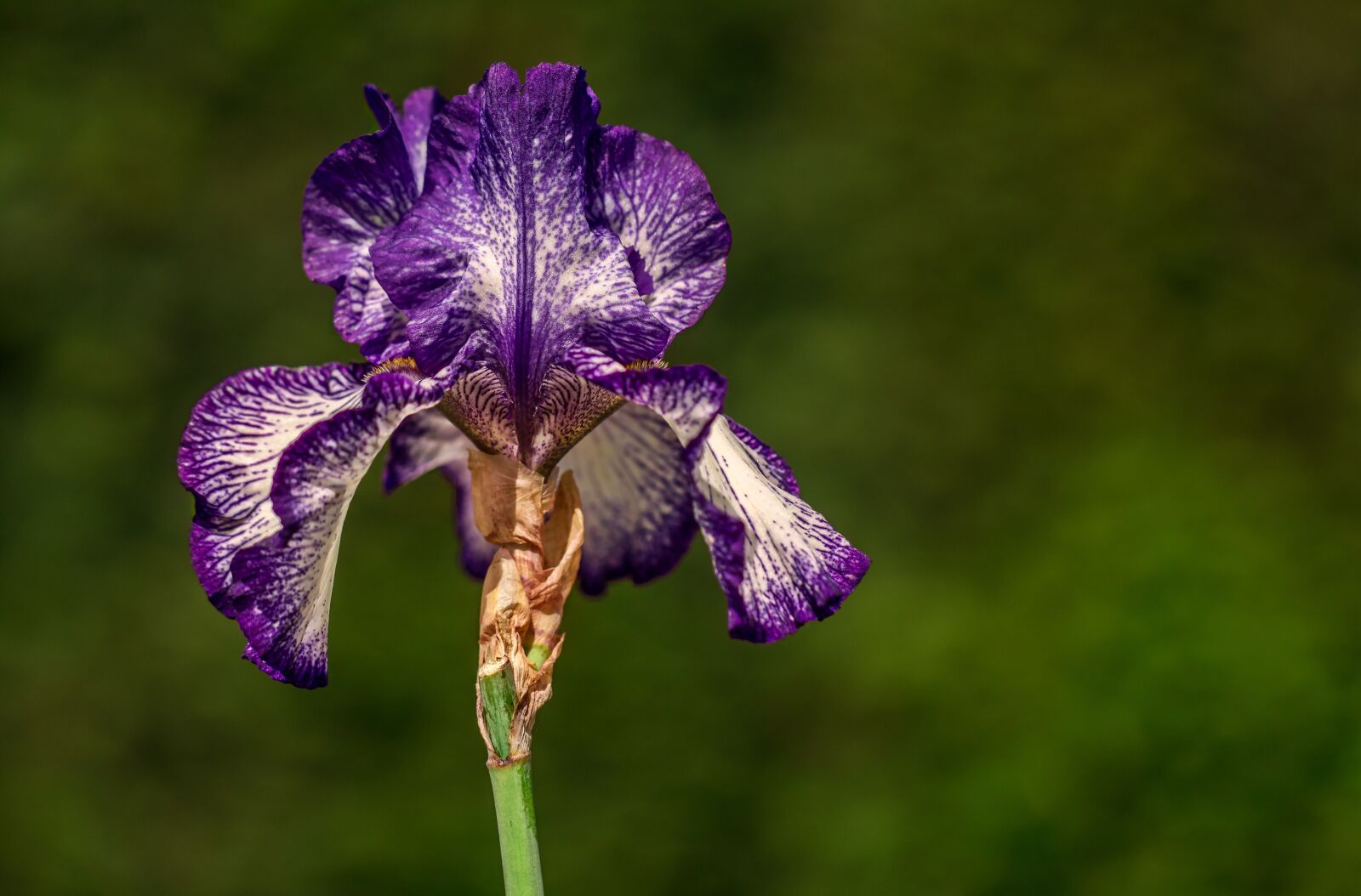 Canon EF 100mm F2.8L Macro IS USM sample photo. Color, floral, iris blue photography