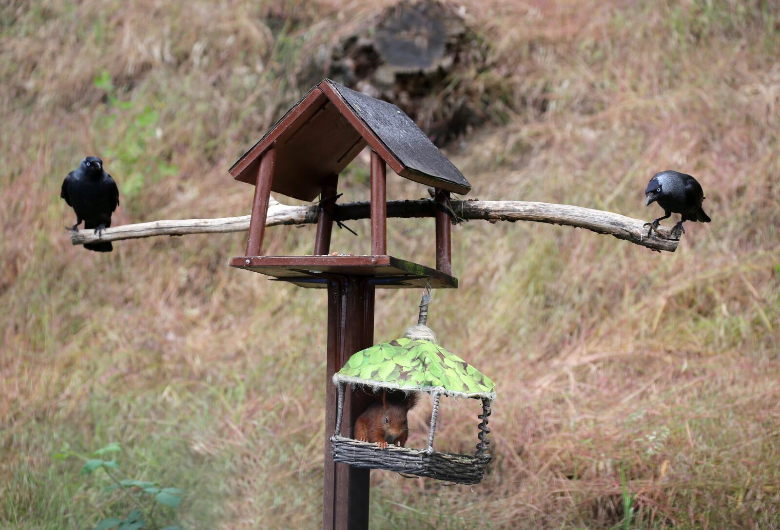 Canon EOS 6D + Canon EF 100-400mm F4.5-5.6L IS II USM sample photo. Jackdaws, squirrel, bird feeder photography