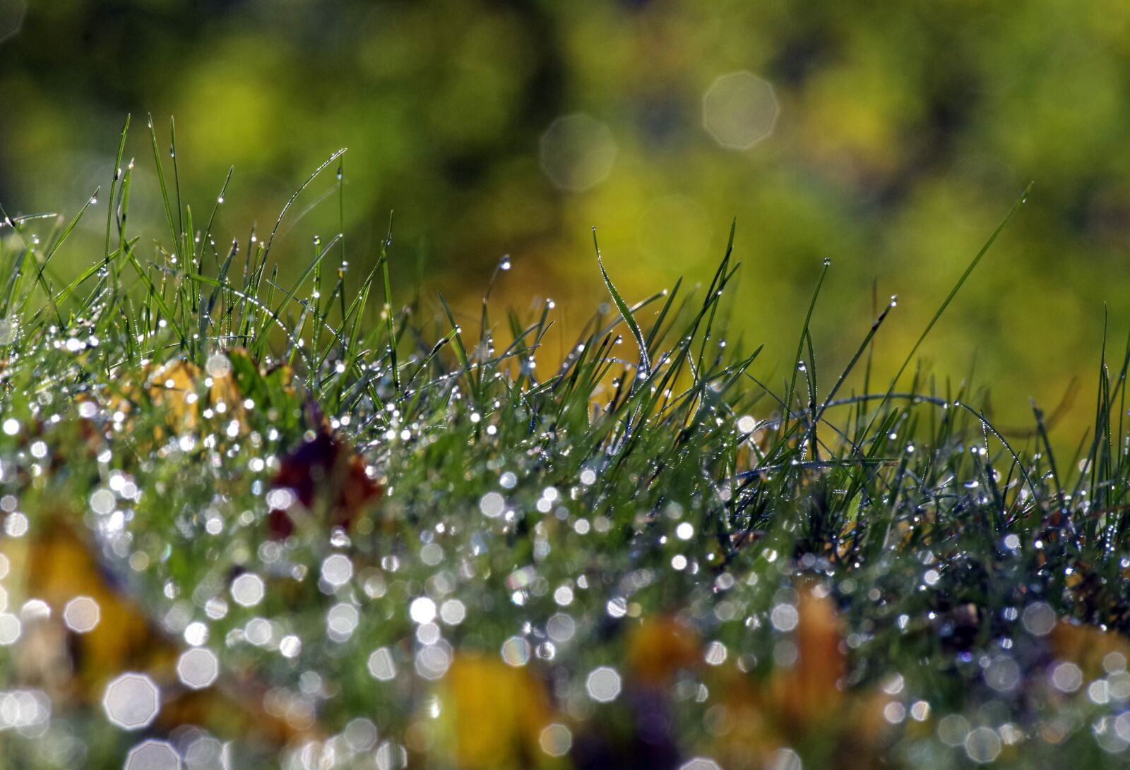 Pentax K-30 sample photo. Grass, dewdrop, meadow photography