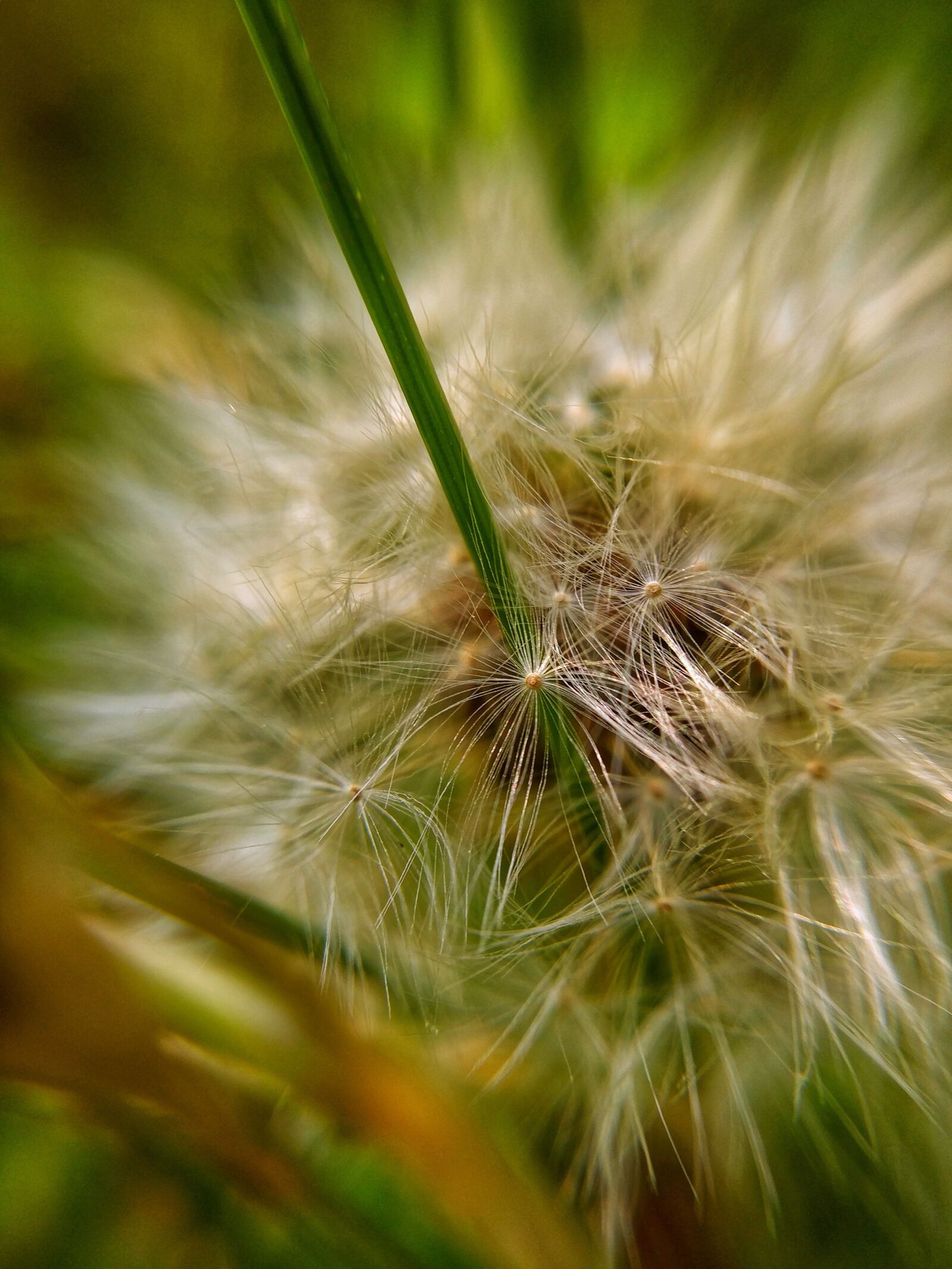 LG V20 sample photo. Macro, seeds, green photography