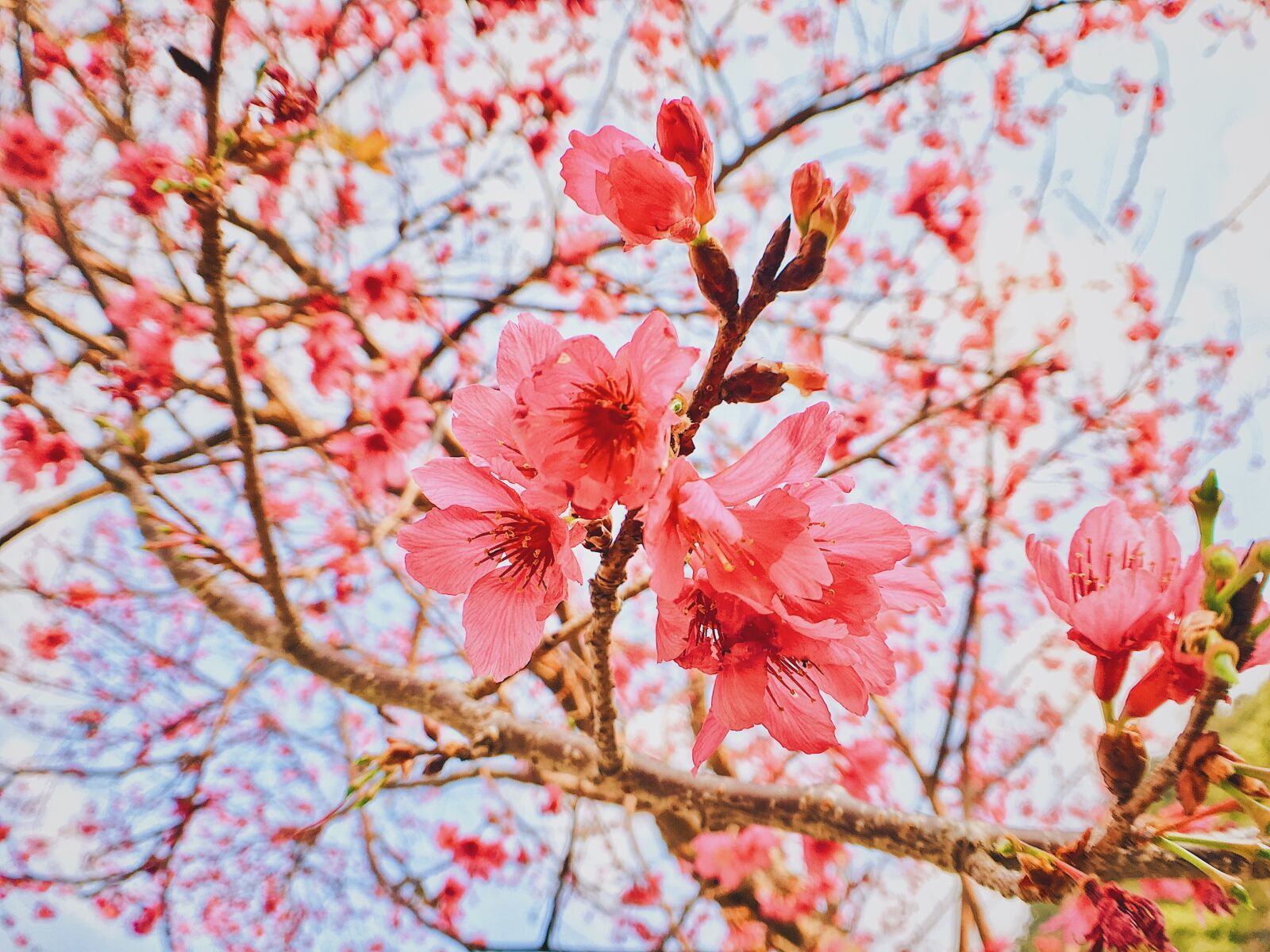 Apple iPhone 6s Plus sample photo. Cherry blossoms, flower, spring photography
