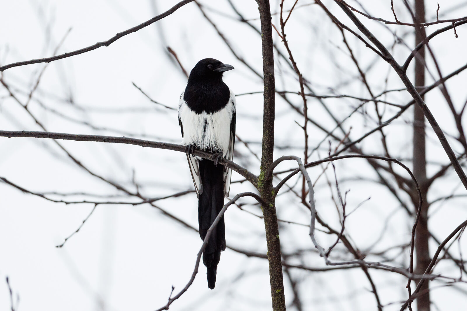 Canon EOS R5 sample photo. A wet magpie photography