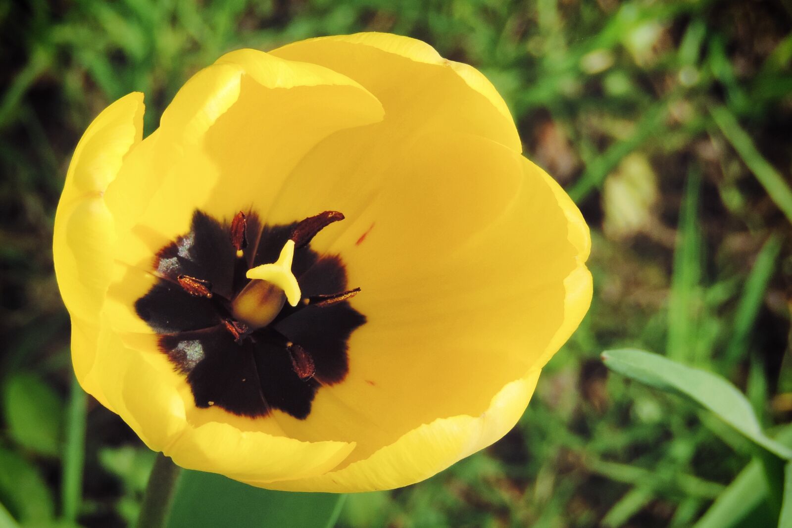 Nikon Coolpix P520 sample photo. Tulip, yellow, blossom photography