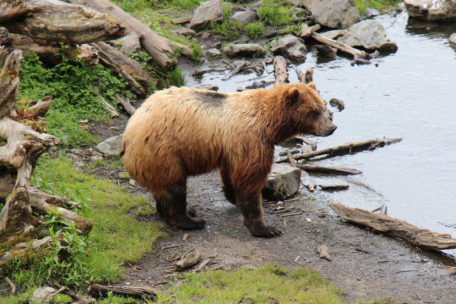 Canon EOS 650D (EOS Rebel T4i / EOS Kiss X6i) sample photo. Alaska, brown, bear photography