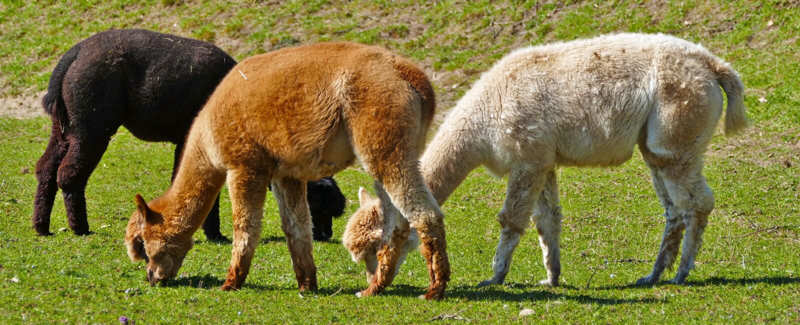 Panasonic Lumix DMC-FZ1000 sample photo. Landscape, animals, small camel photography
