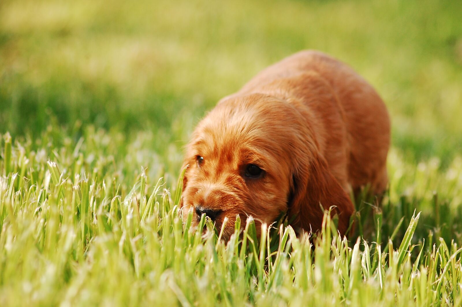 Nikon D40 sample photo. Puppy, dog, doggy photography