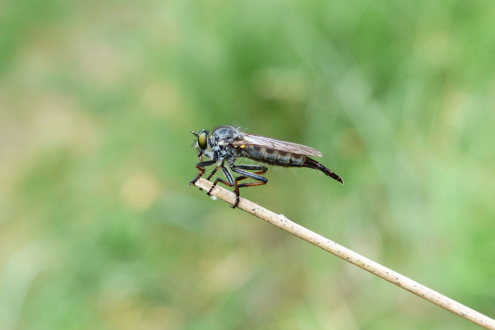 Panasonic Lumix DMC-FZ200 sample photo. Owczak bluish, female, much photography