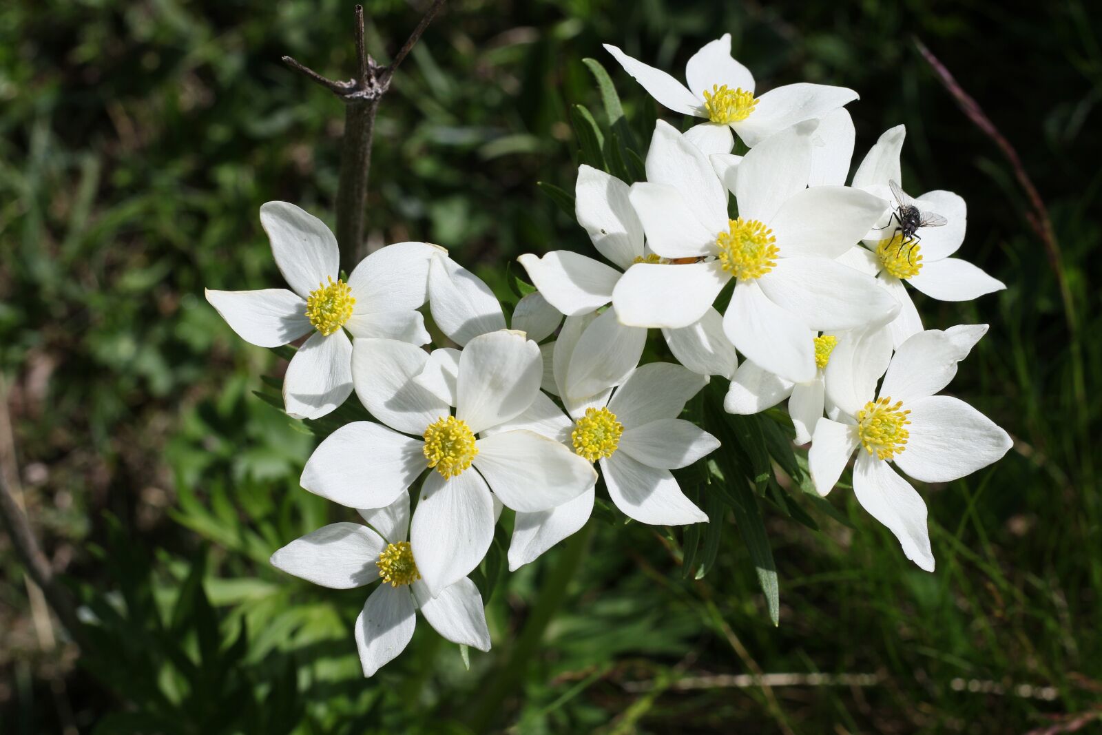 Canon EOS 7D Mark II sample photo. Flower, mountain, hautes alpes photography
