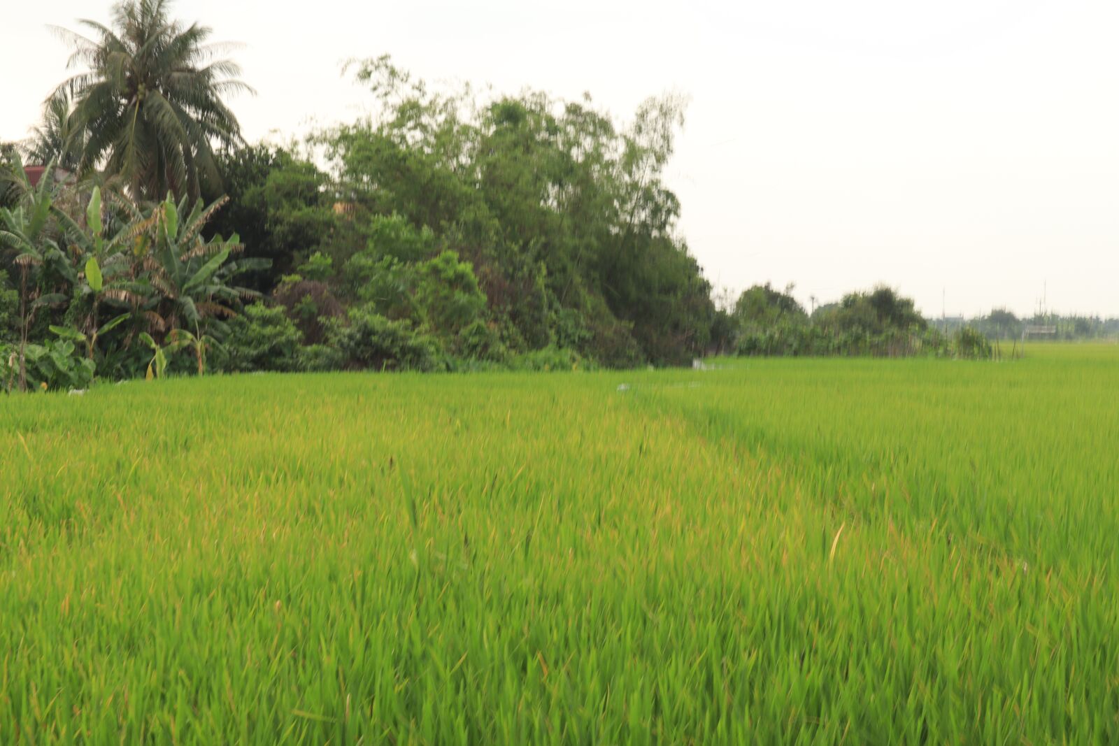 Canon EOS M50 (EOS Kiss M) sample photo. Field, silk, tree photography