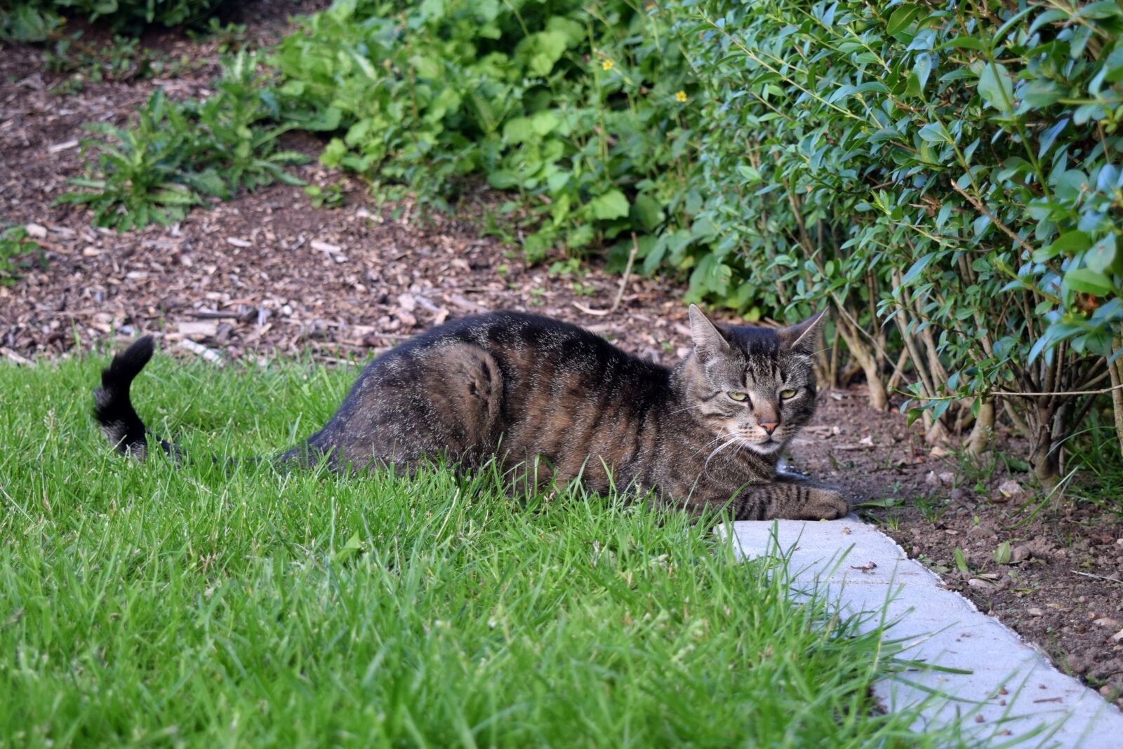 Nikon D5300 sample photo. Cat, pet, hunting photography