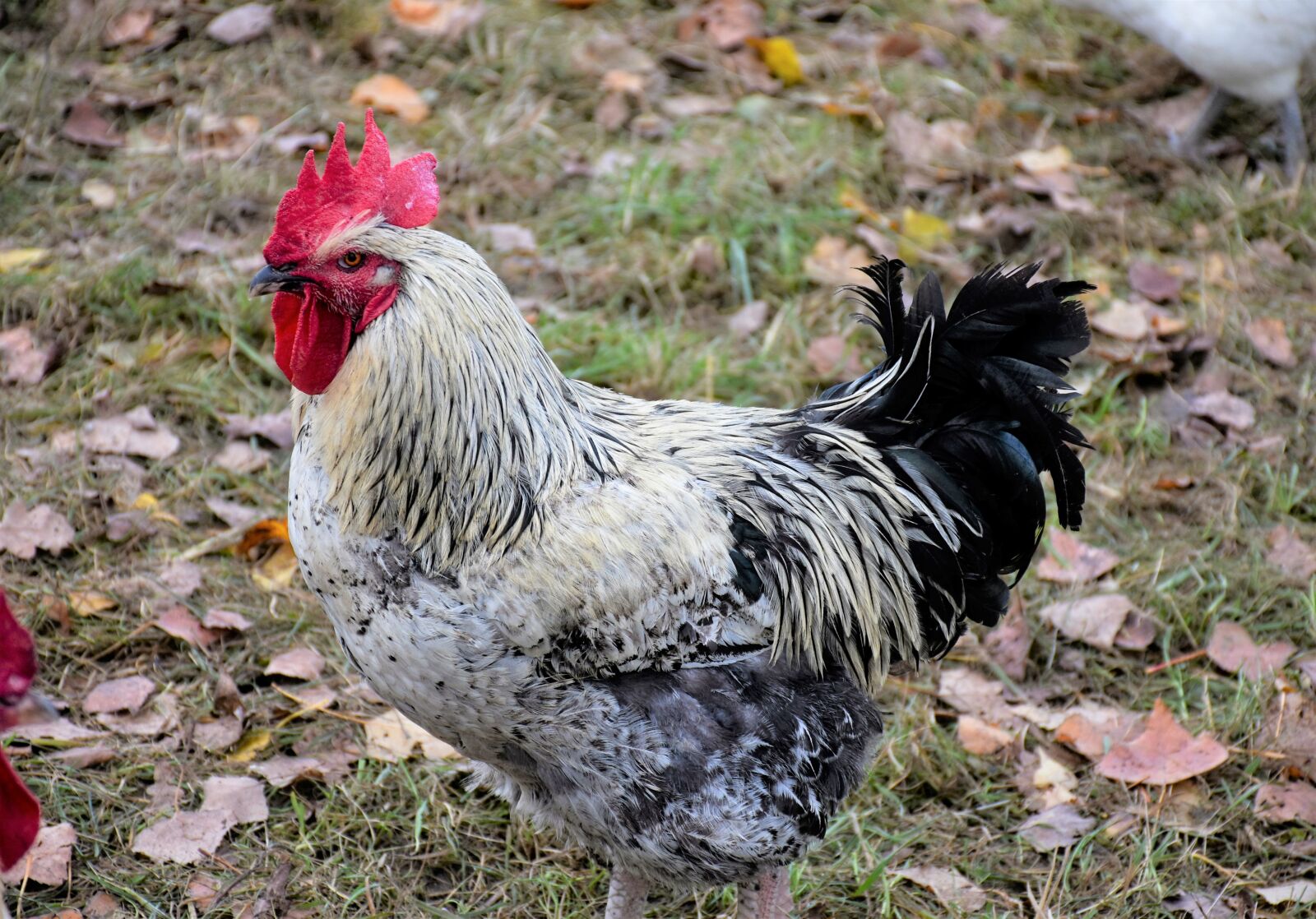 Nikon D7200 sample photo. Hahn, gockel, poultry photography