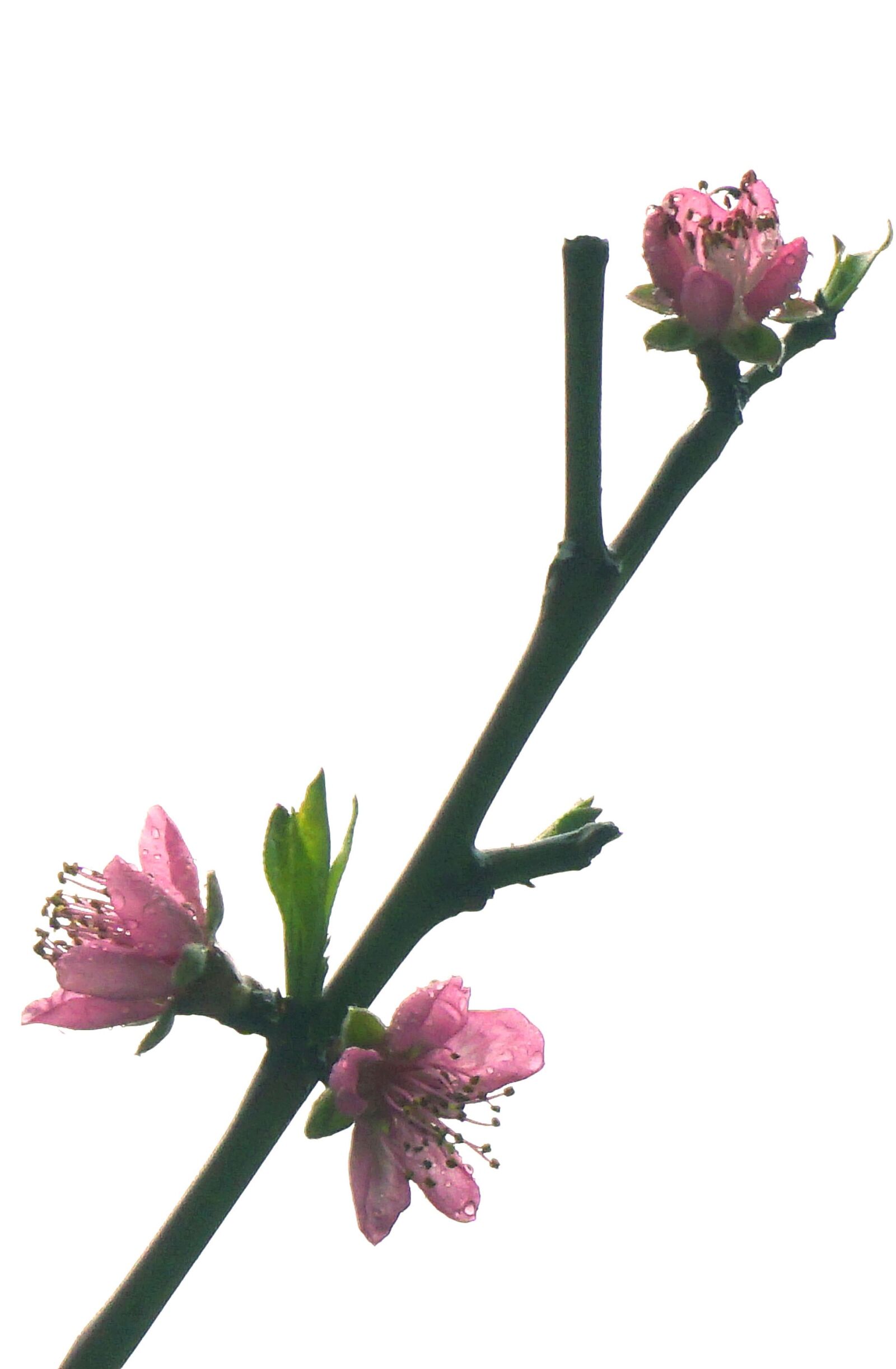 Sony a5100 sample photo. Peach blossom, spring, wuhan photography
