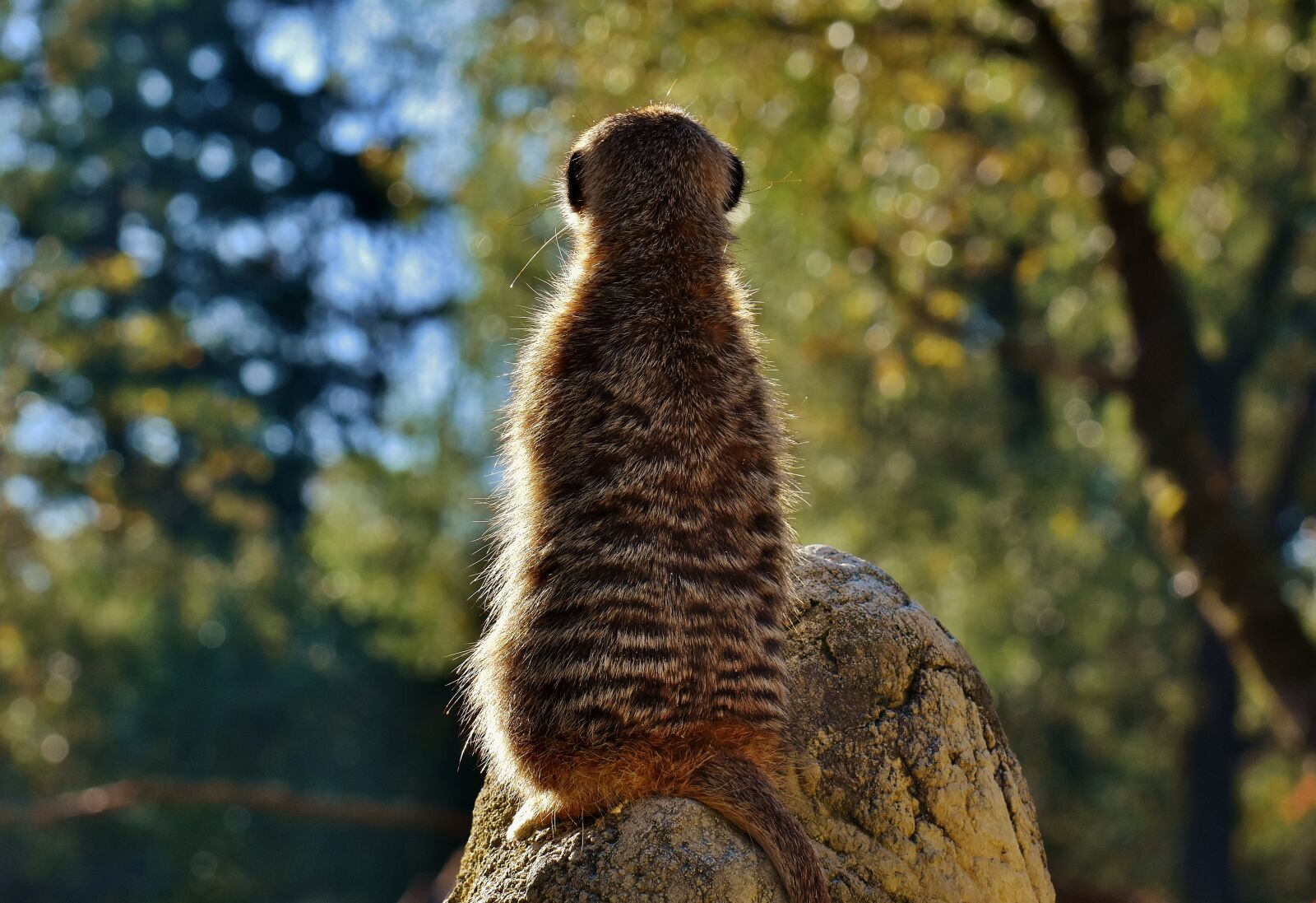 Nikon D7200 sample photo. Meerkat, cute, curious photography