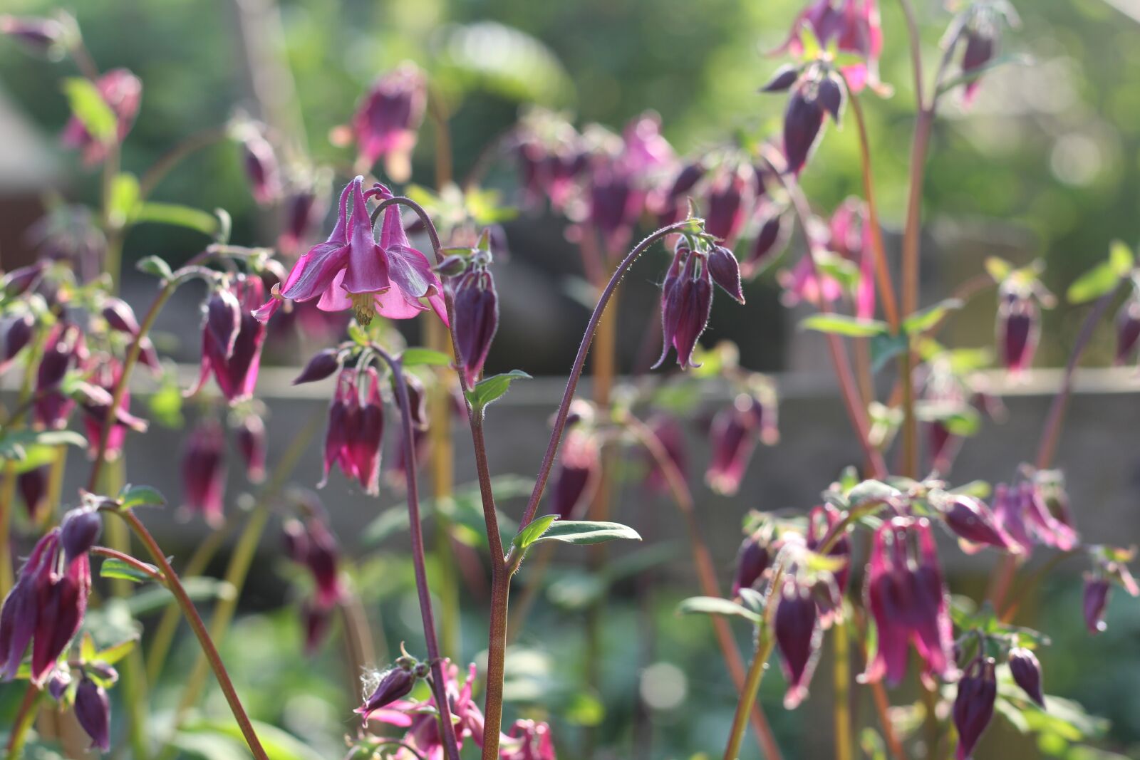 Canon EOS 1300D (EOS Rebel T6 / EOS Kiss X80) + Canon EF 50mm F1.8 STM sample photo. Aquilegia, grannies bonnet, columbine photography