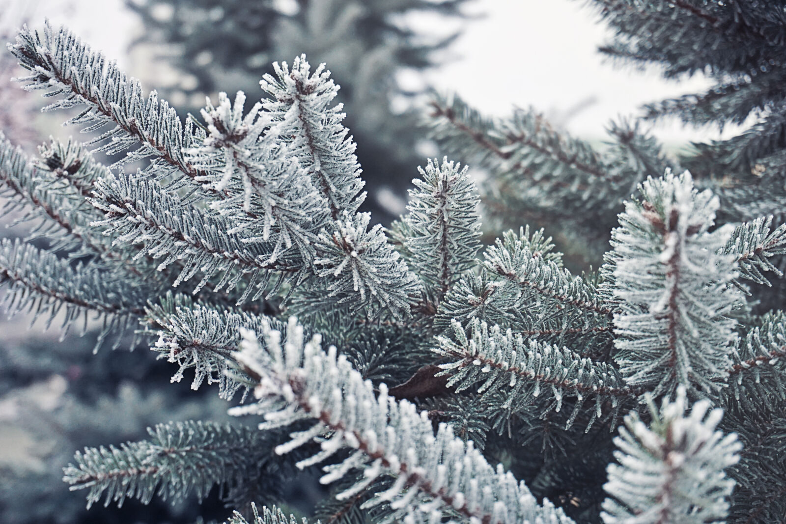 Sony a6000 sample photo. Freez, needle, snow, tree photography