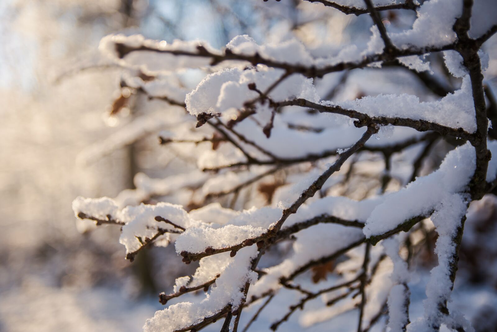 Nikon D7200 sample photo. Winter, frost, nature photography