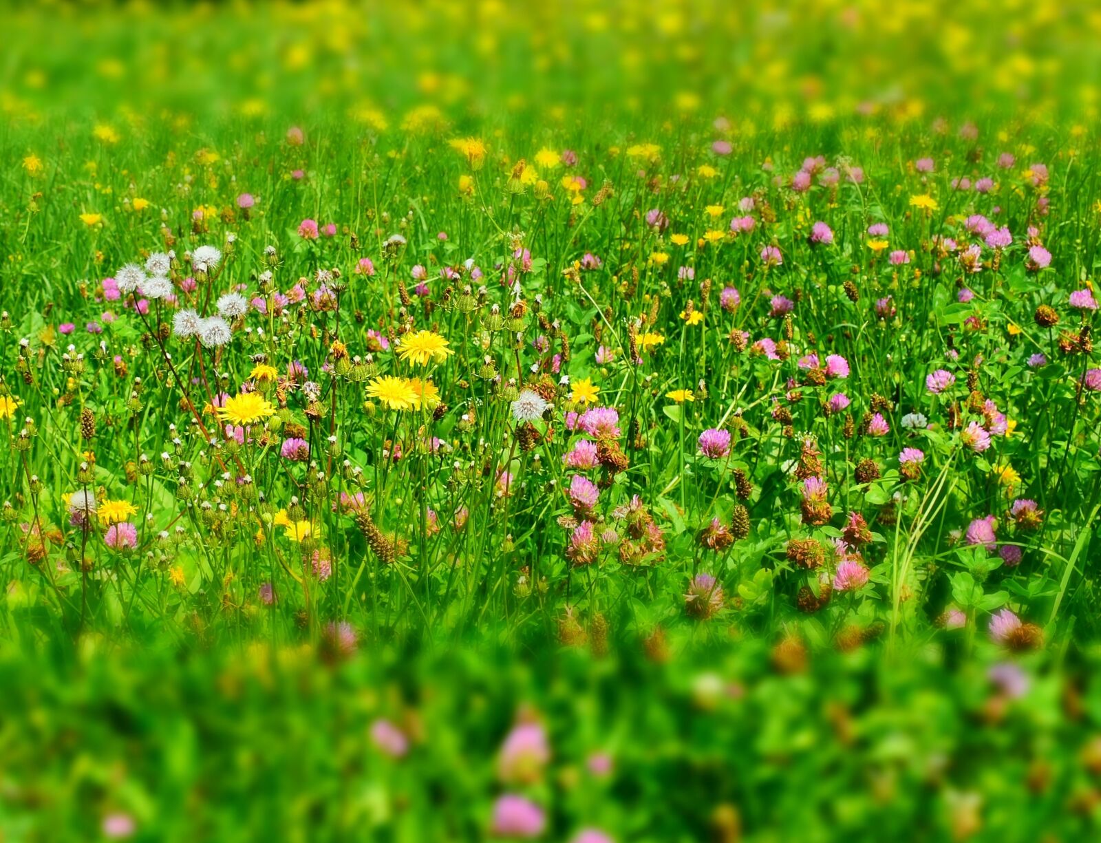 Nikon D7200 sample photo. Meadow, flower meadow, wild photography