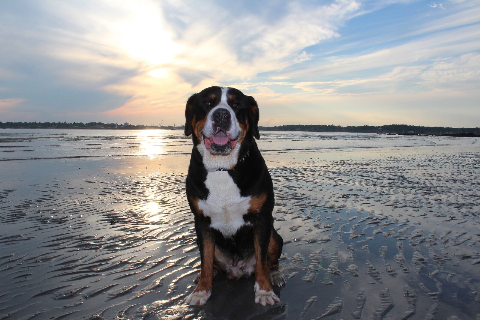 Canon EOS 1200D (EOS Rebel T5 / EOS Kiss X70 / EOS Hi) sample photo. Dog, ocean, beach photography