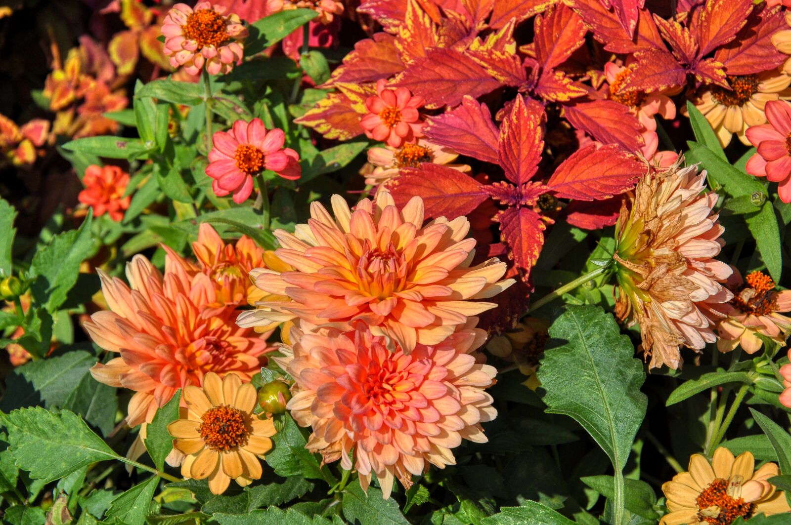 Nikon D5000 sample photo. Dahlias, dahlia, bloom photography