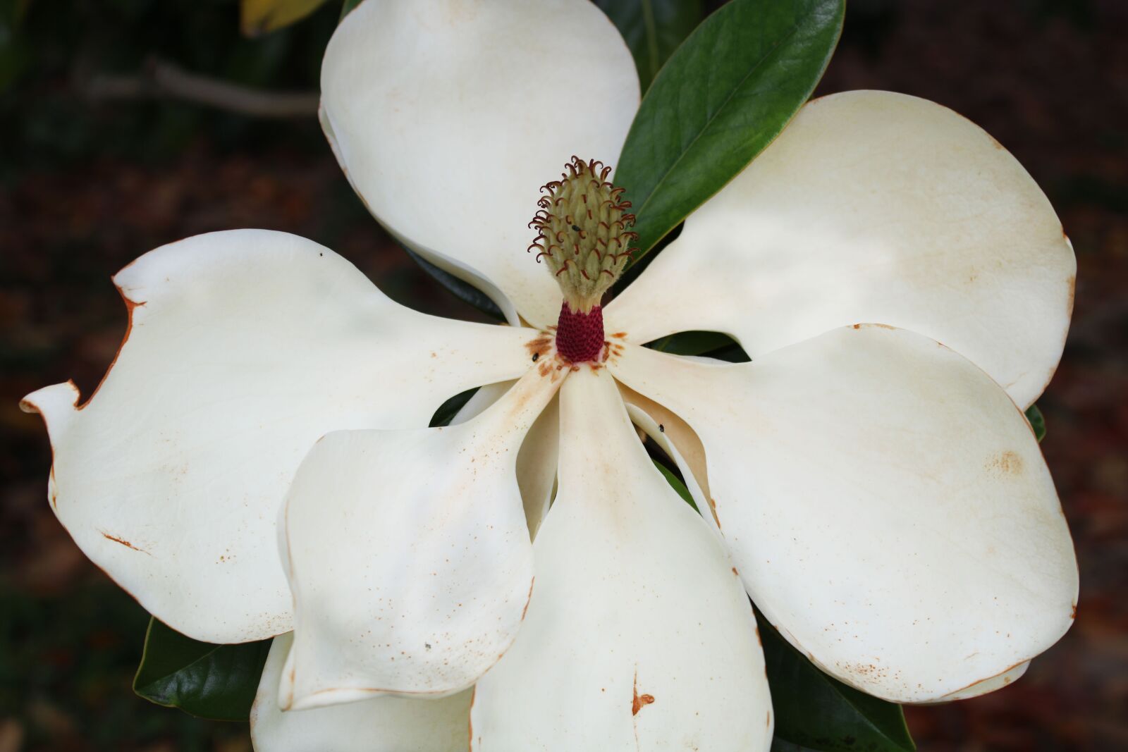 Canon EOS 2000D (EOS Rebel T7 / EOS Kiss X90 / EOS 1500D) sample photo. Flower, white, plant photography