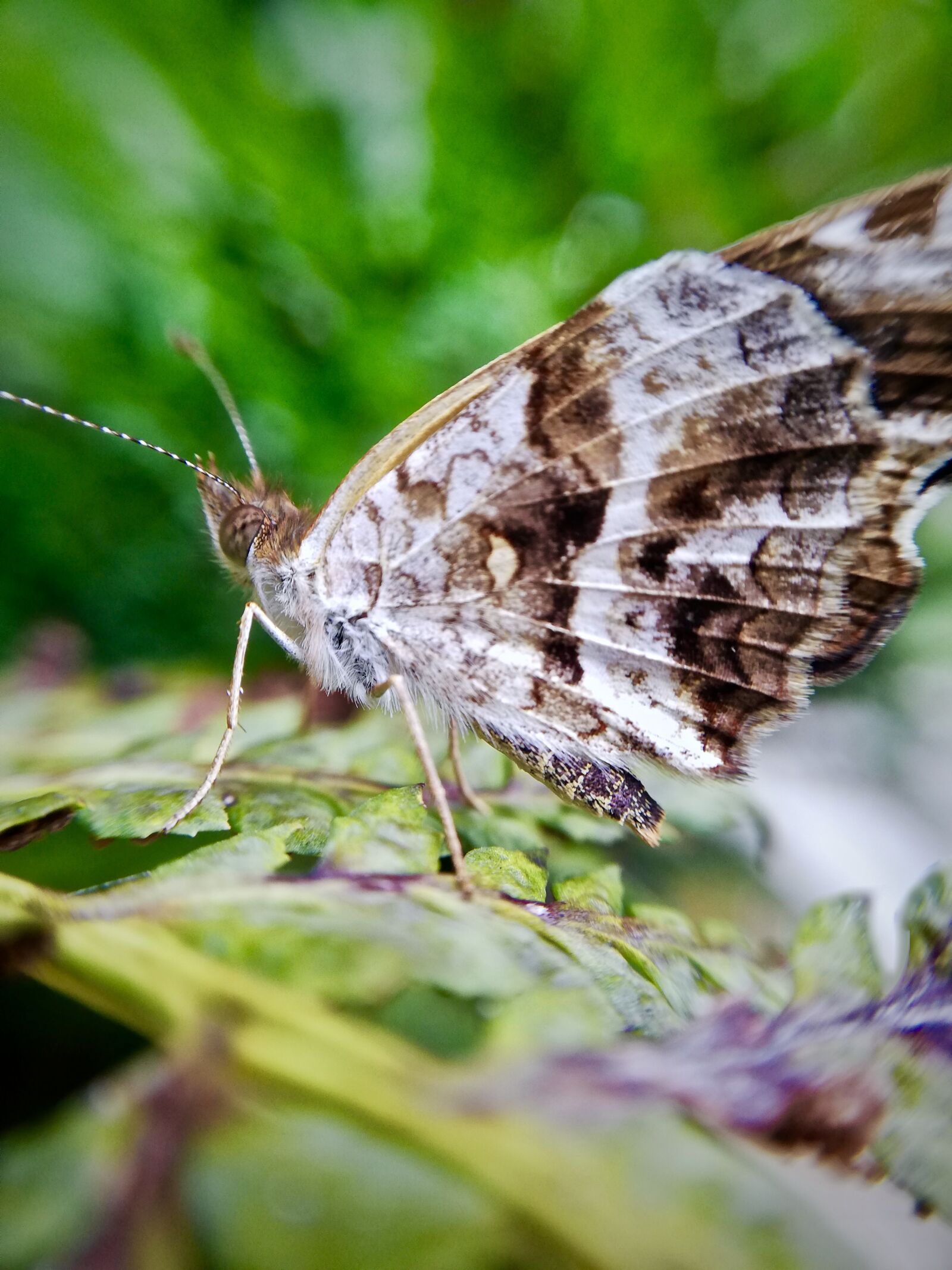HUAWEI P20 lite sample photo. Butterfly, insect, wings photography
