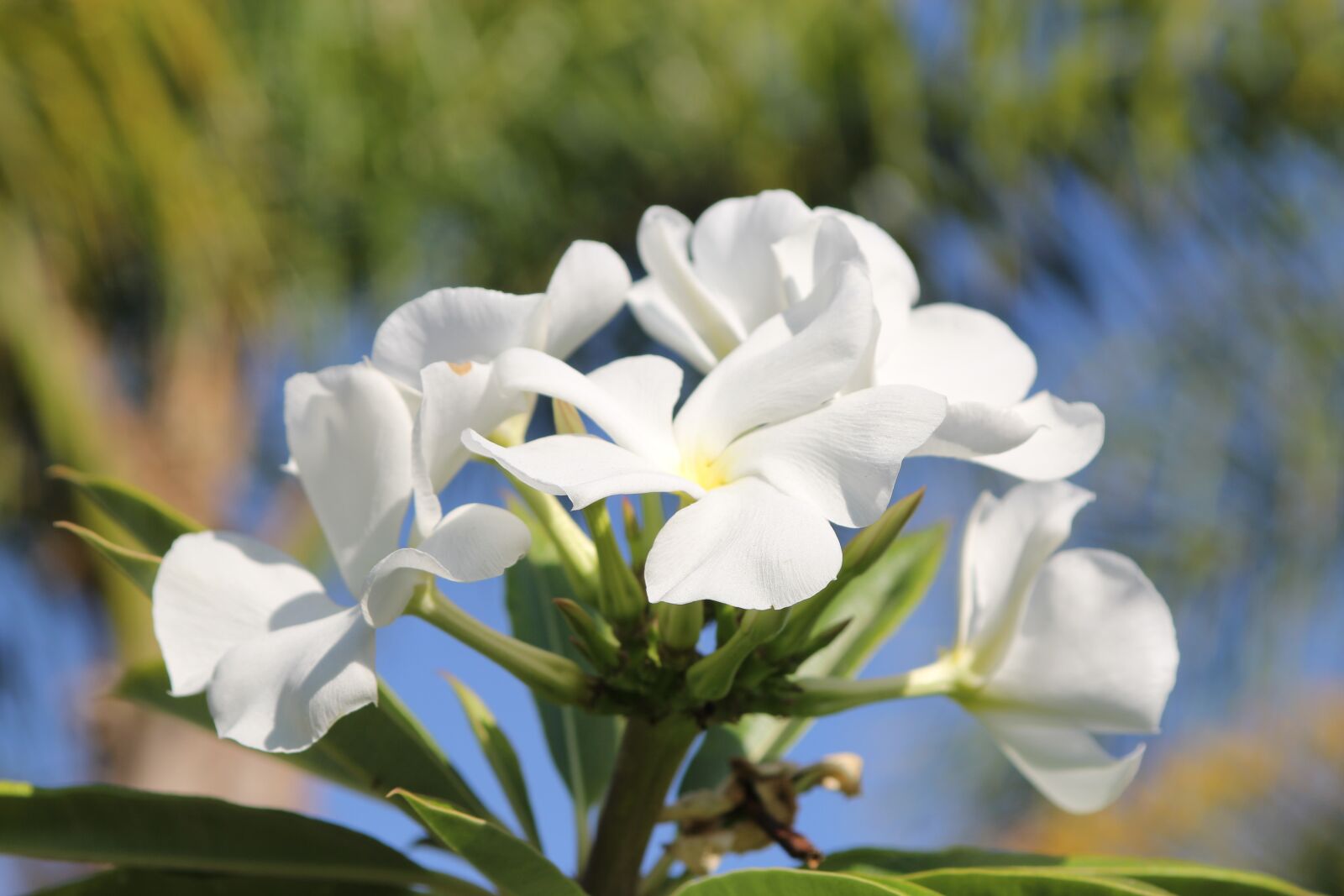 Canon EOS 60D sample photo. White, flower, bloom photography