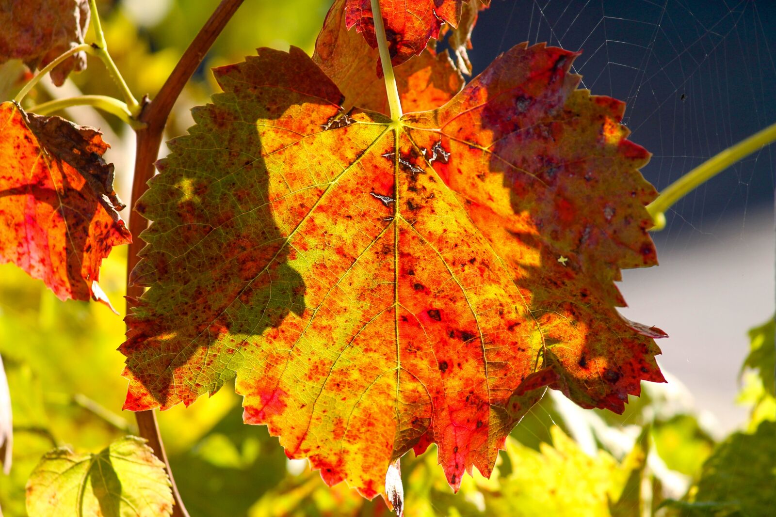 Canon EOS 1100D (EOS Rebel T3 / EOS Kiss X50) sample photo. Wine leaf, vine, colorful photography